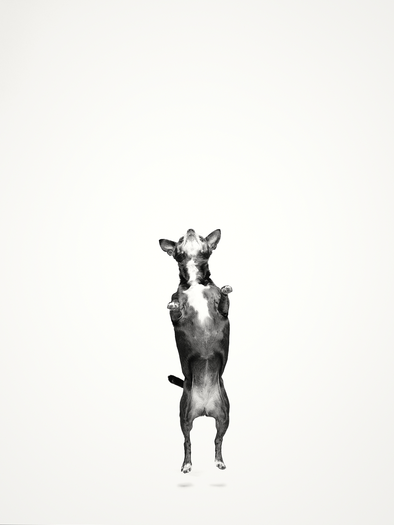 Dog black and white portrait