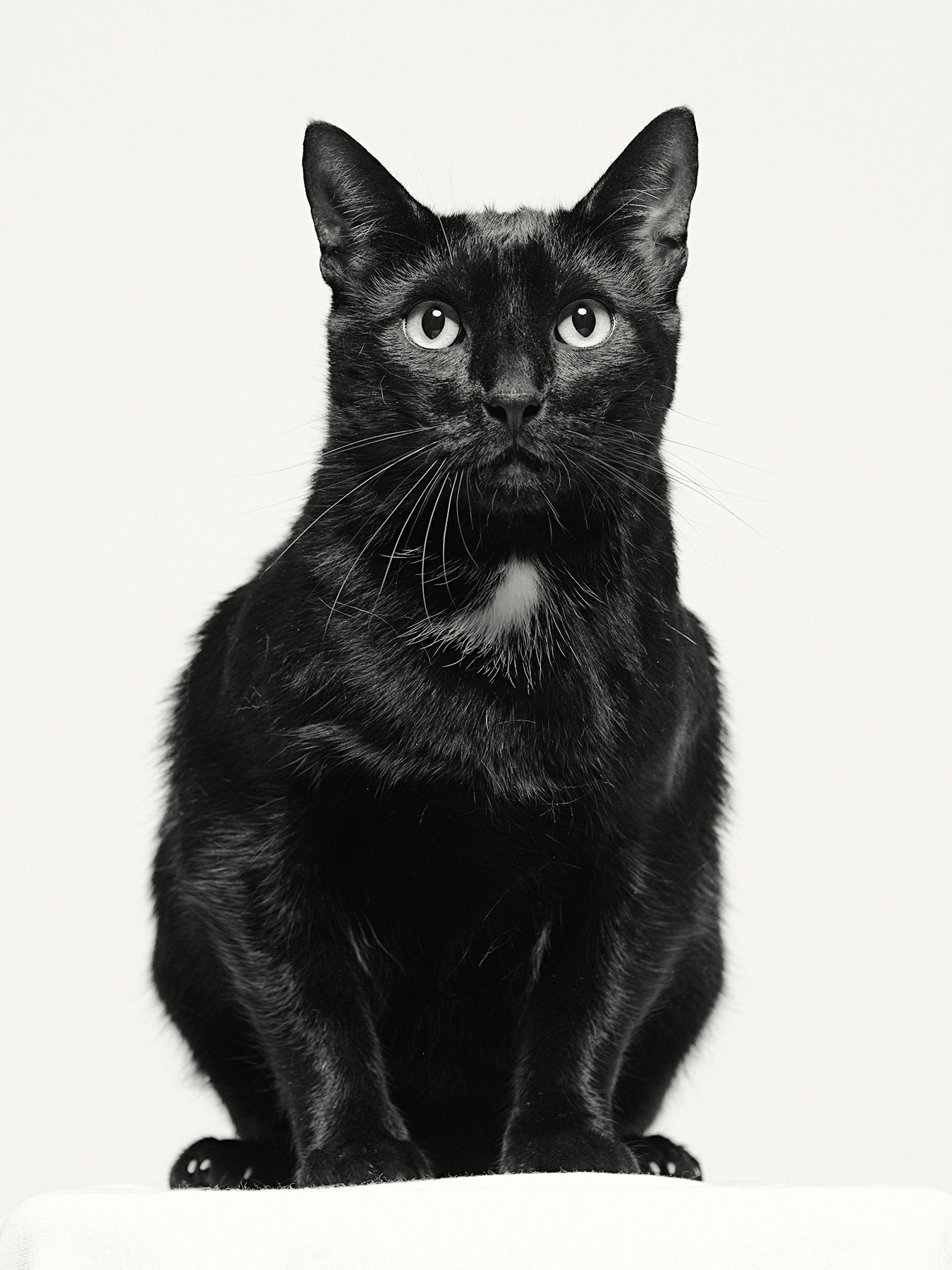 Cat portrait in black and white on white backdrop