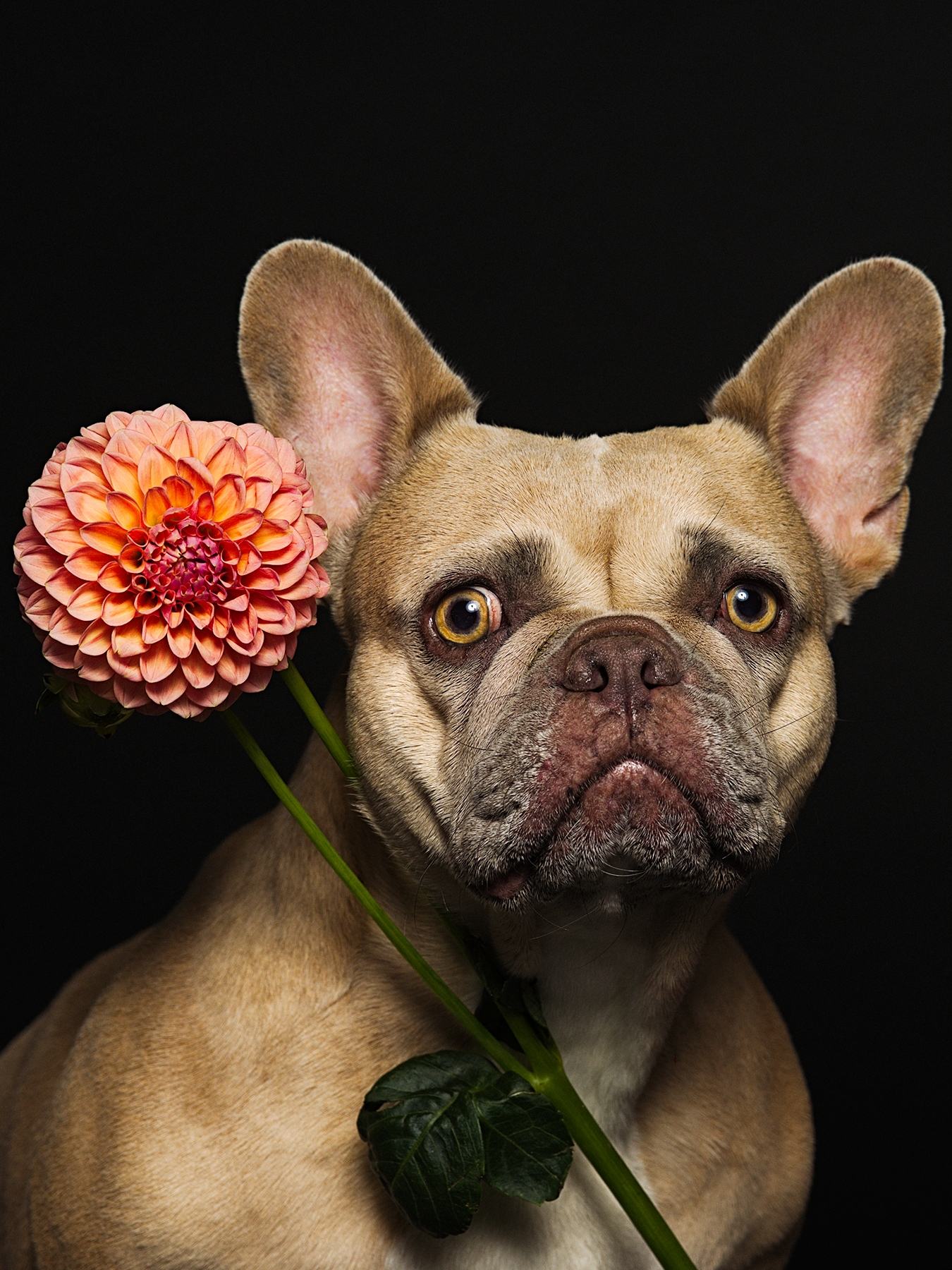 Dog portrait with colorful flower on black backdrop