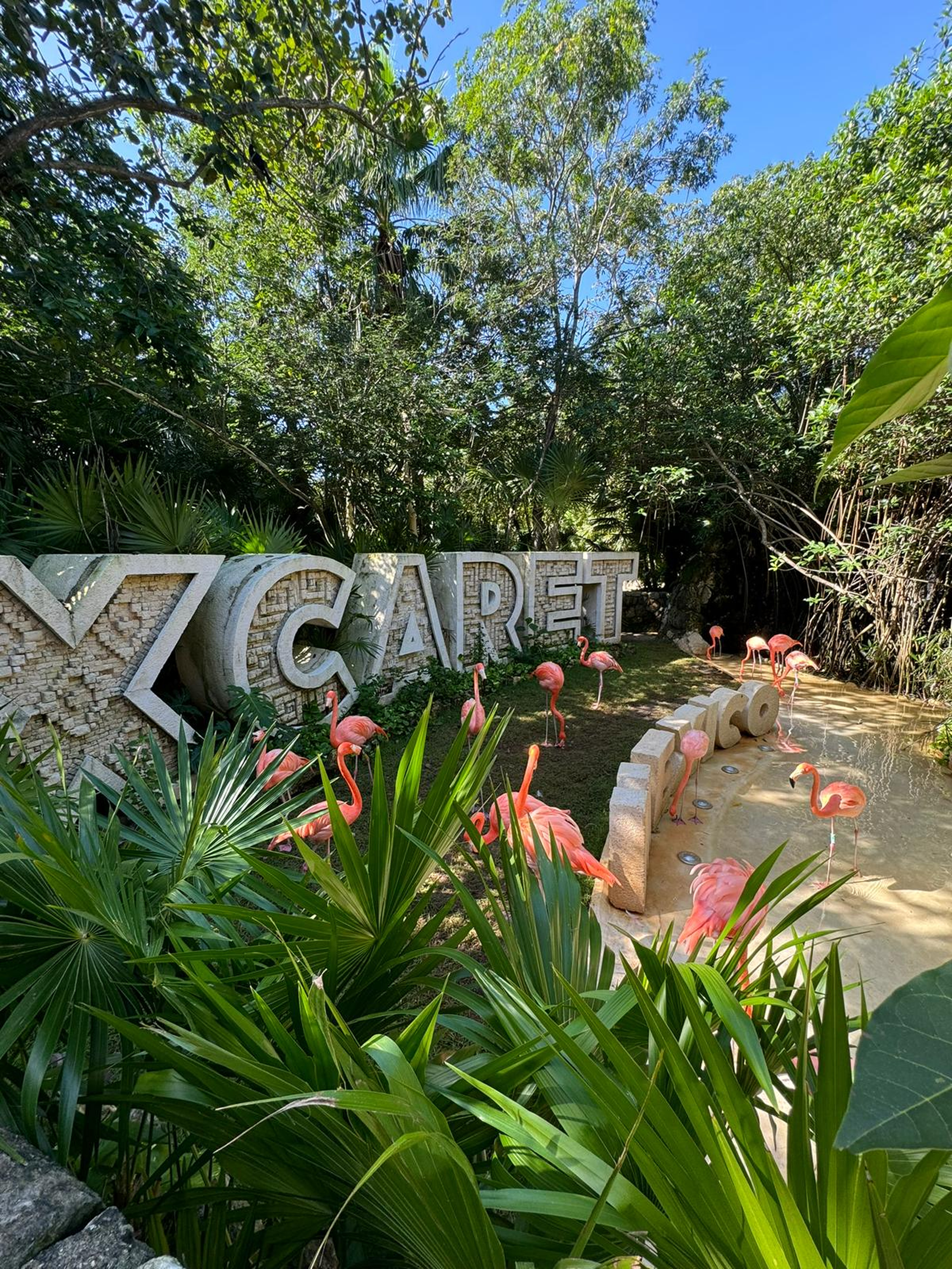 Flamencos rosados de pie y caminando en un pequeño estanque rodeado de exuberantes plantas tropicales y grandes letras de piedra que forman la palabra "Xcaret México".