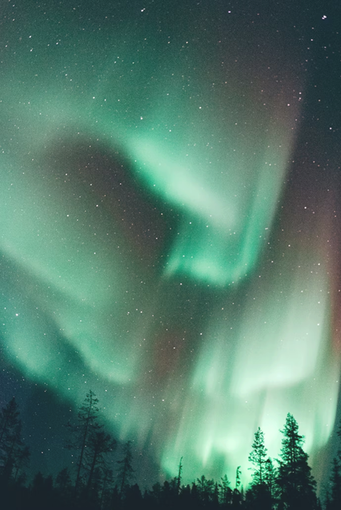 Green northern lights glowing vividly in a starry night sky above silhouettes of pine trees.