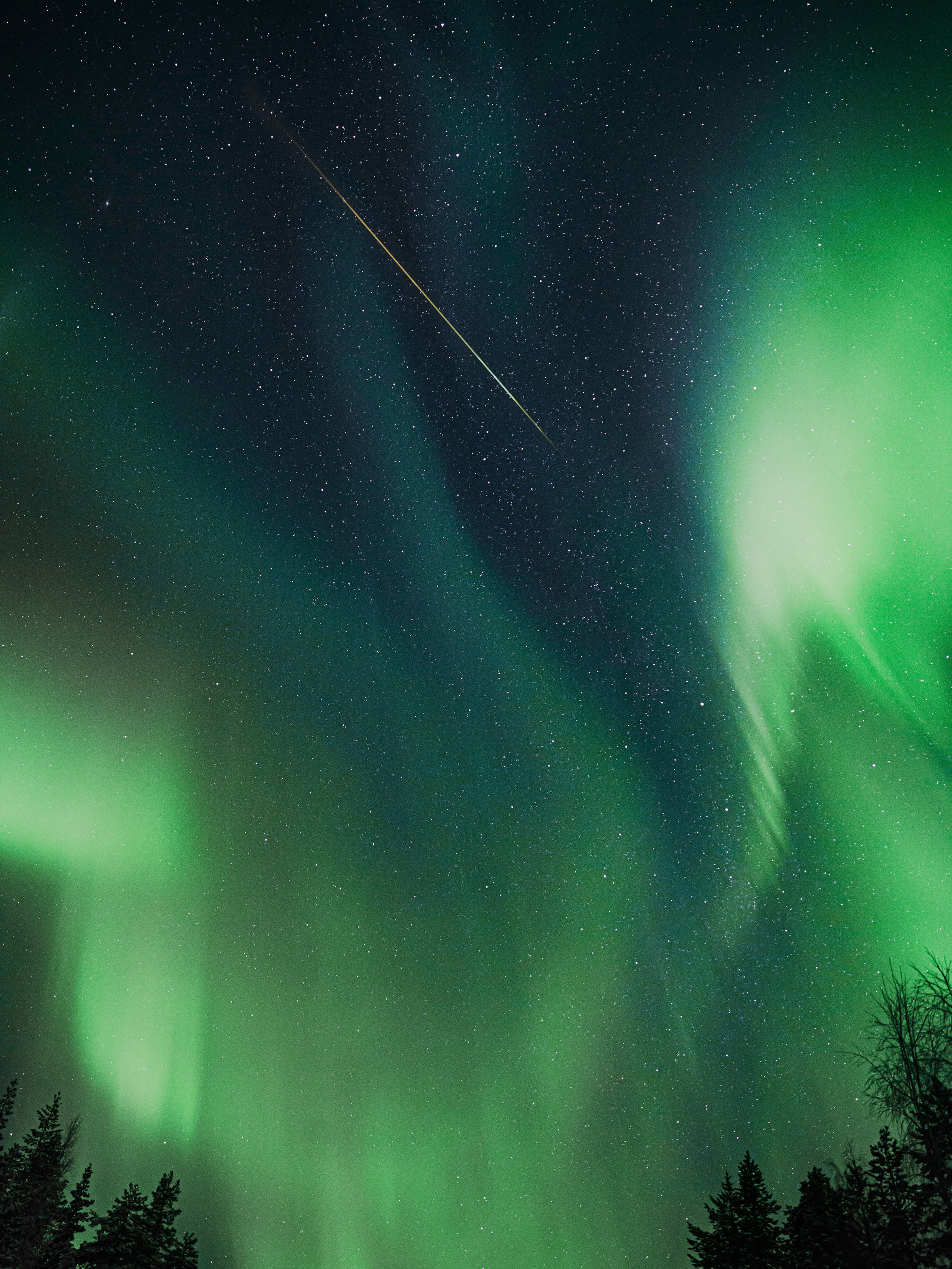 Green northern lights glowing above silhouetted pine trees under a starry sky with a shooting star.