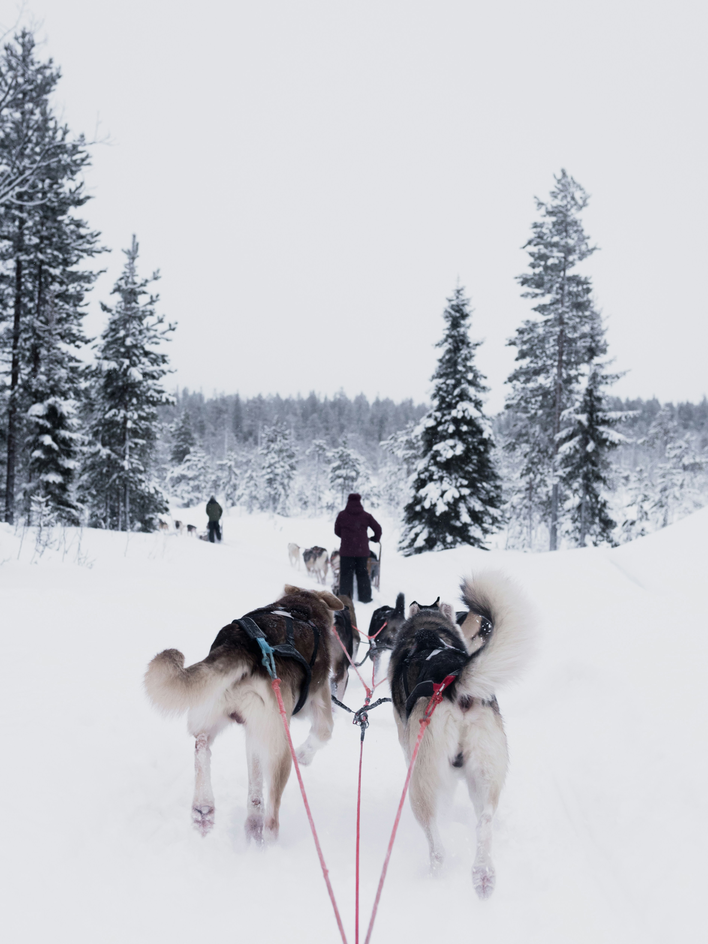 Sled dogs pulling a sled through a snowy forest trail with two mushers in the distance.
