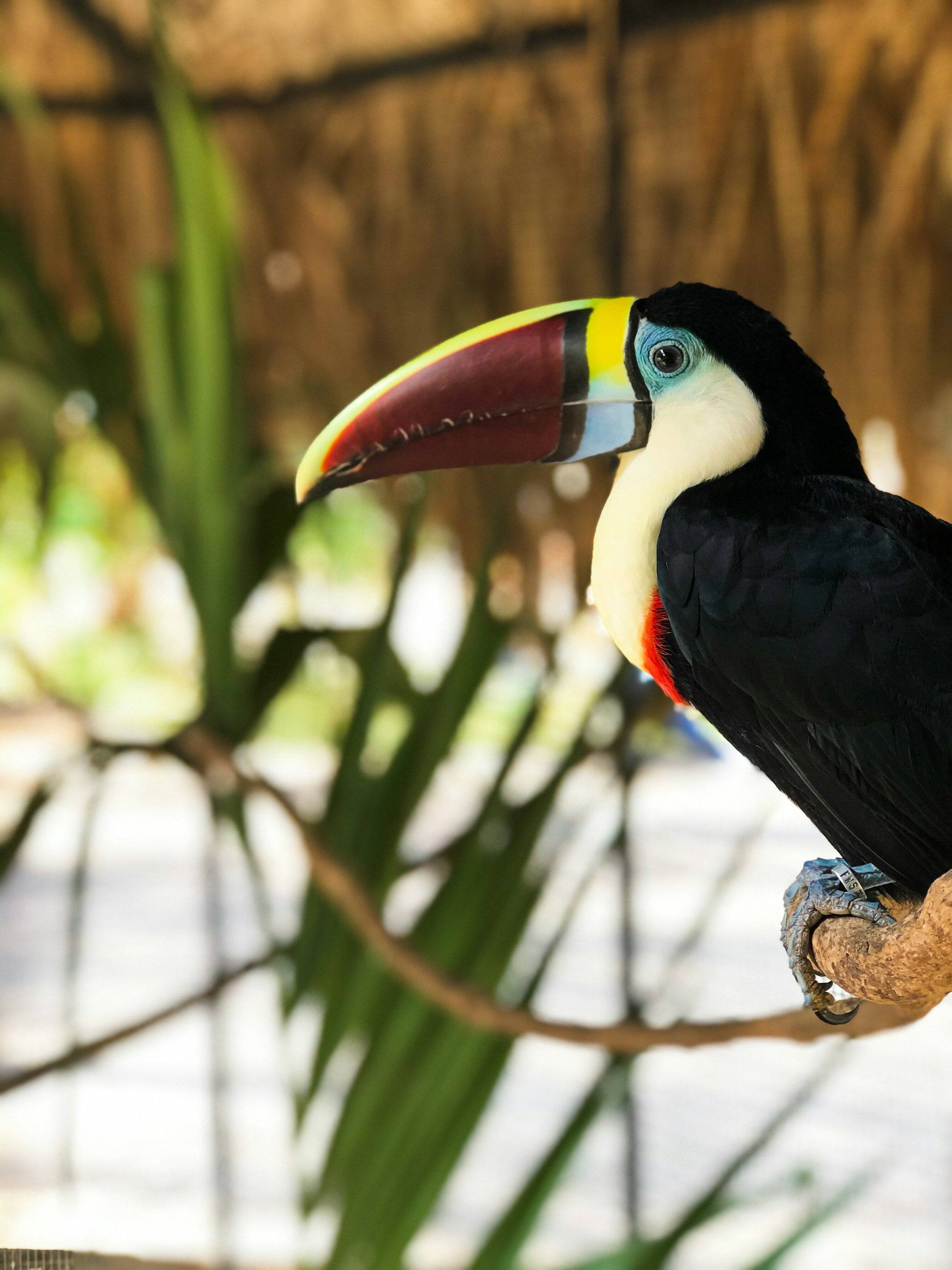 Close-up of a toucan with a large colorful beak perched on a branch with blurred greenery in the background.