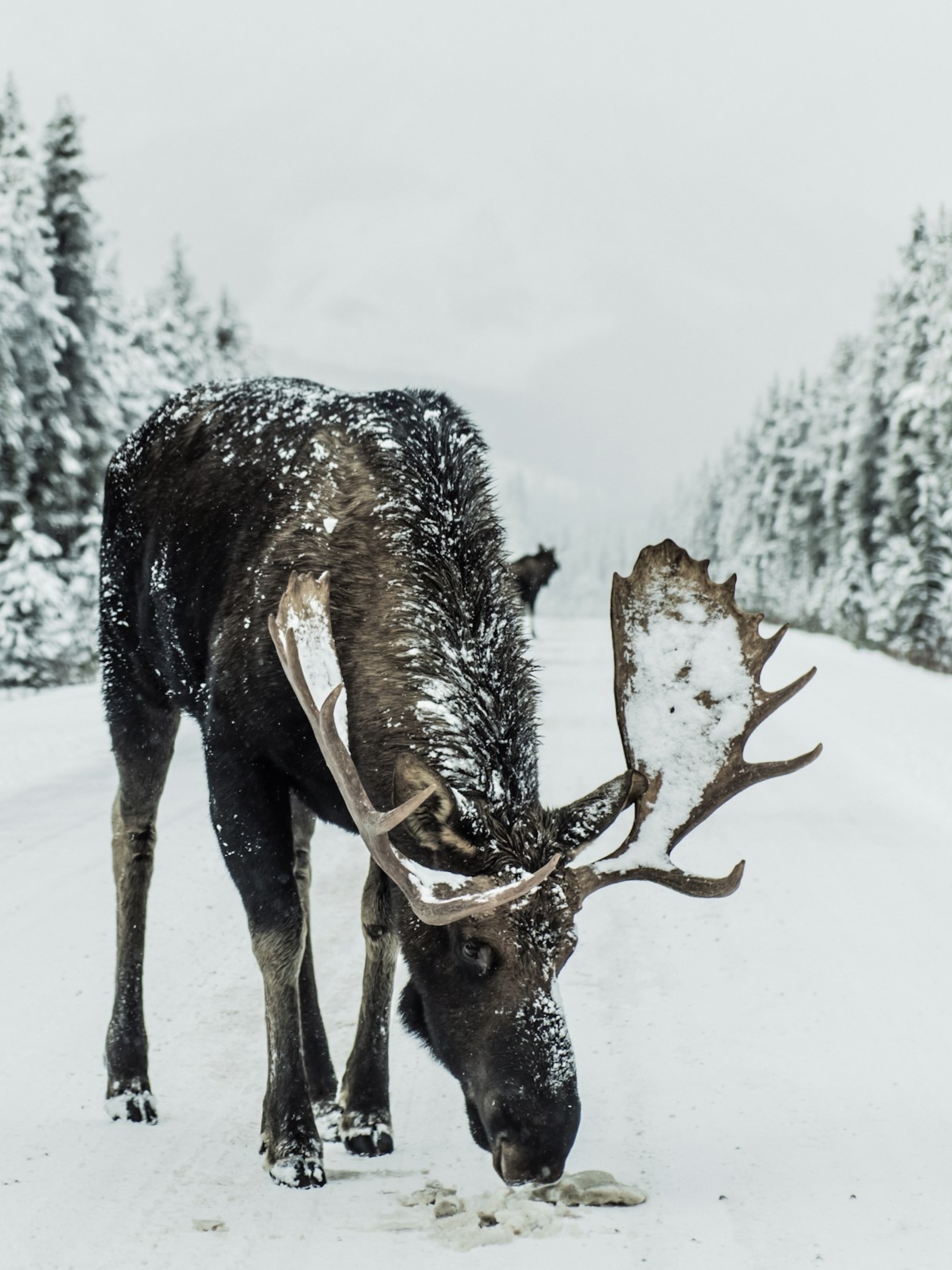 Moose with snow-covered antlers standing on a snowy road surrounded by snow-covered trees.