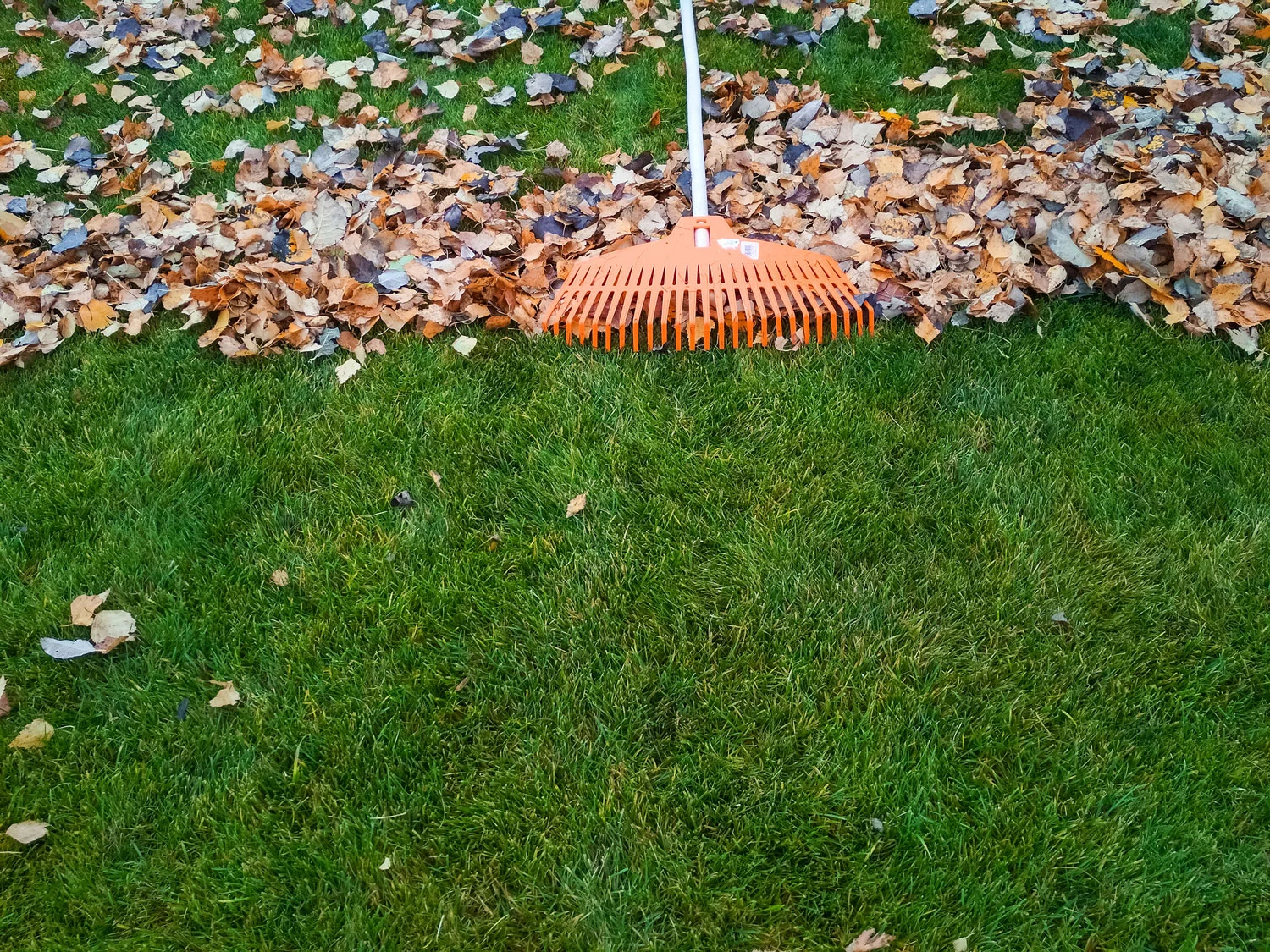 Rake collecting fallen leaves from a green lawn during fall cleanup.