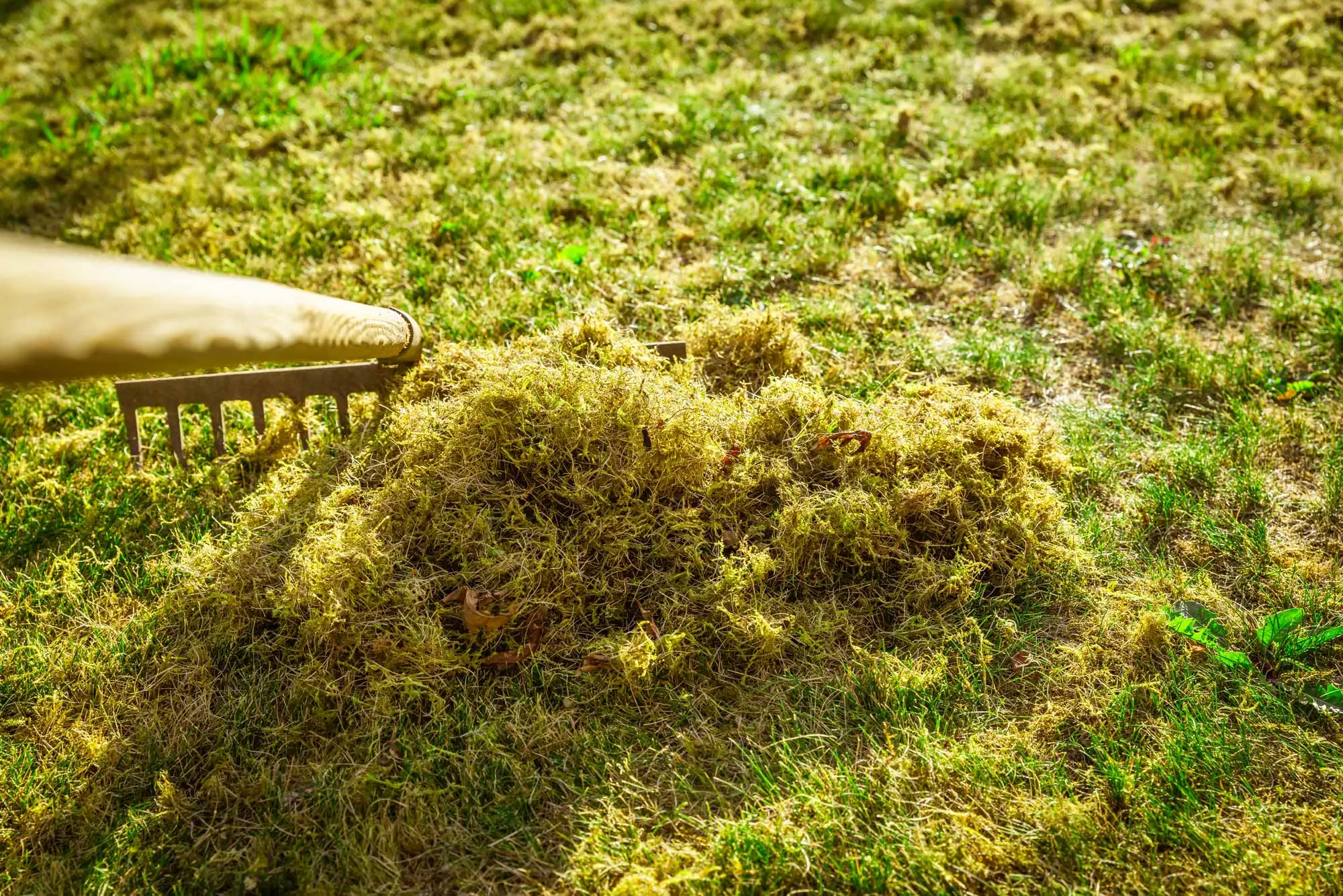 Rake removing dead grass and thatch during lawn maintenance.