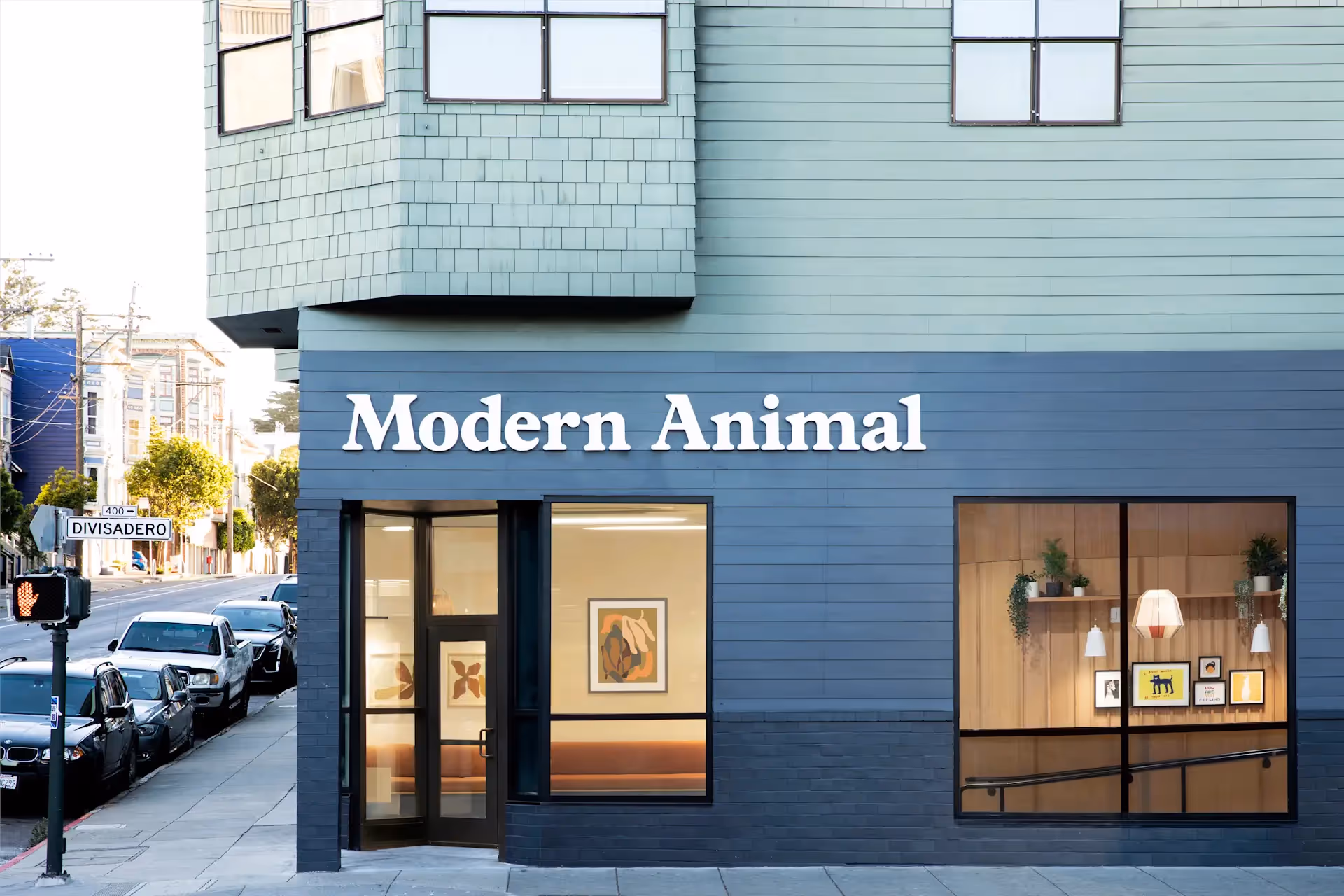 Corner view of a modern building with blue siding featuring a large sign that reads 'Modern Animal' above two windows showing interior wall art and plants, located on a city street corner with parked cars and a Divisadero street sign.