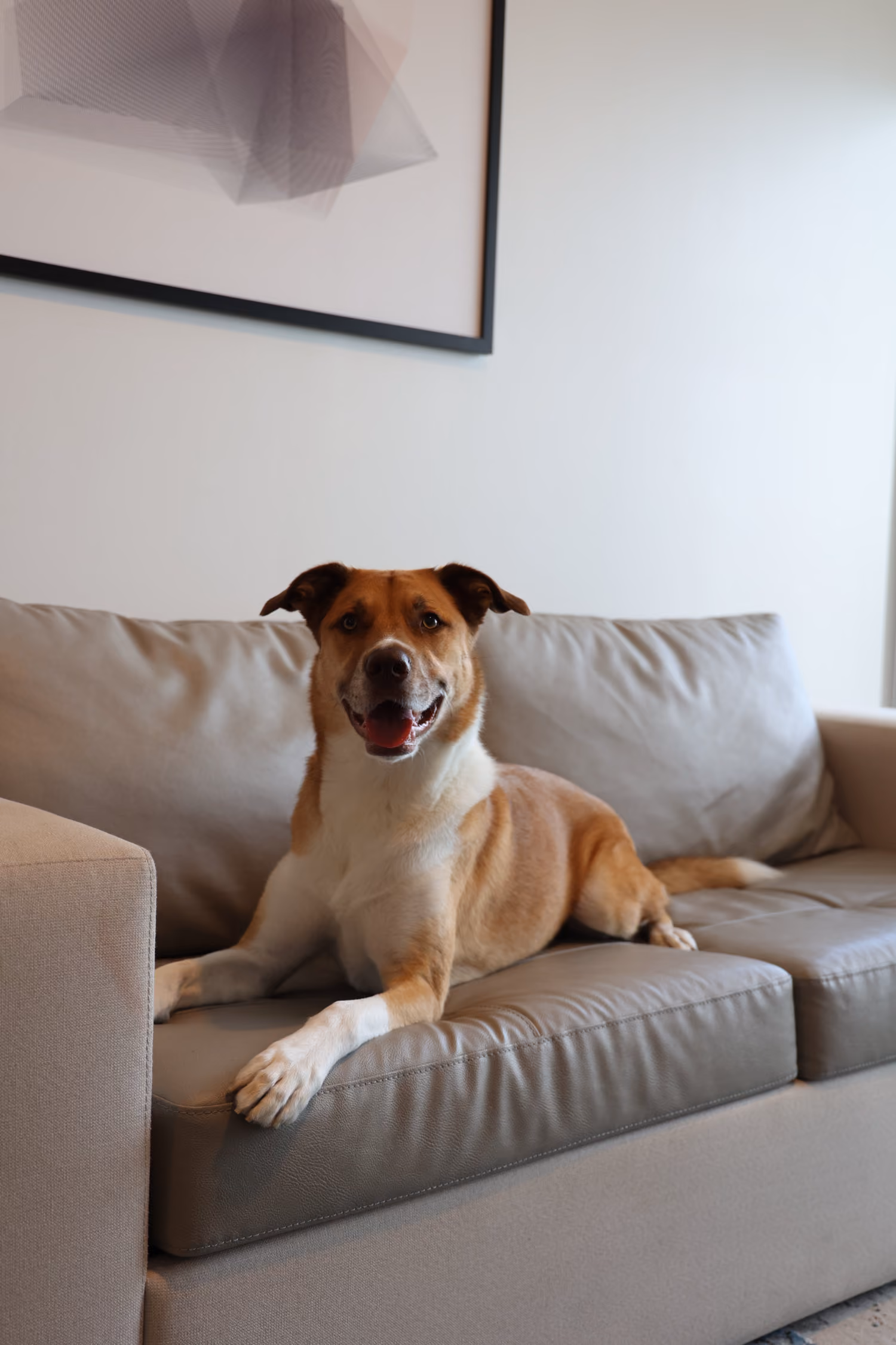 dog on couch at the Elser Hotel