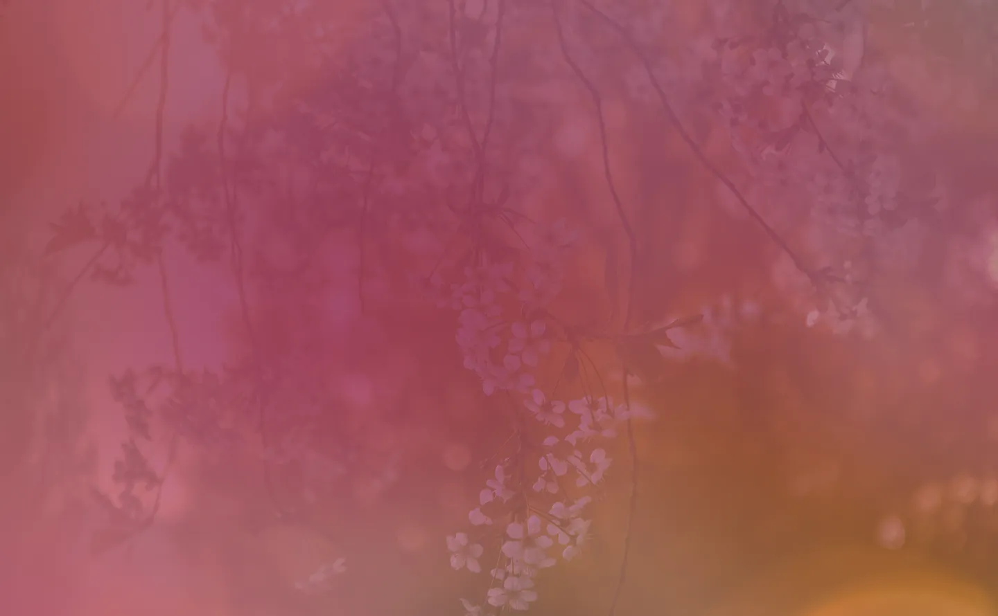 Soft-focus image of white flowers on branches with pink and orange gradient overlay.