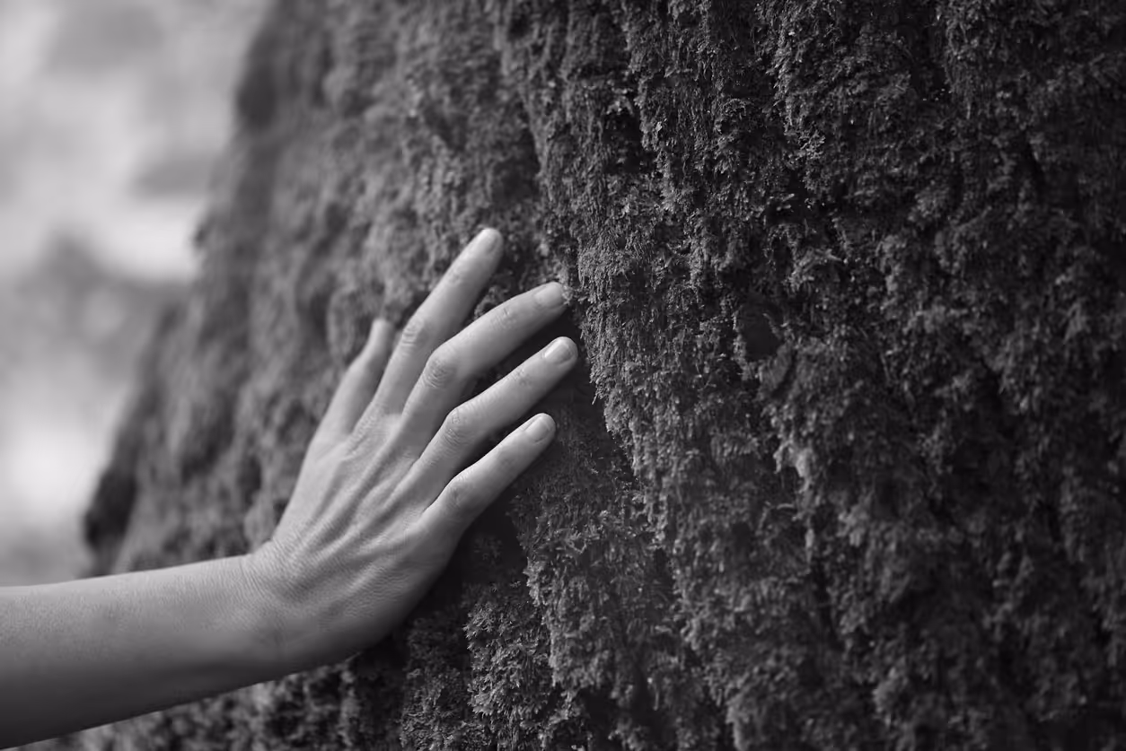Touch of fresh moss in the forest