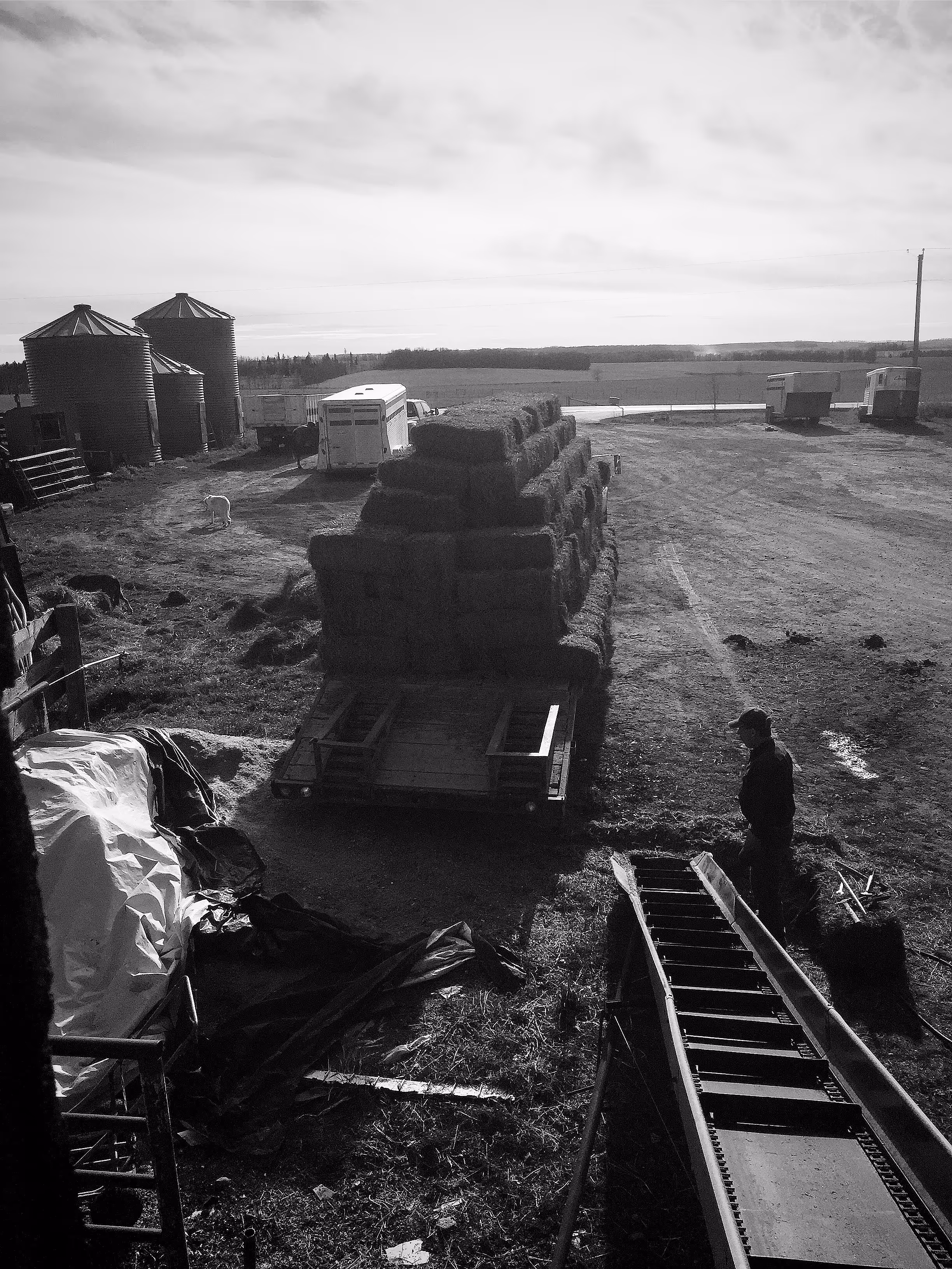 Farm scene with stacked hay bales on a trailer, a conveyor belt, a man standing nearby, and metal grain silos in the background.