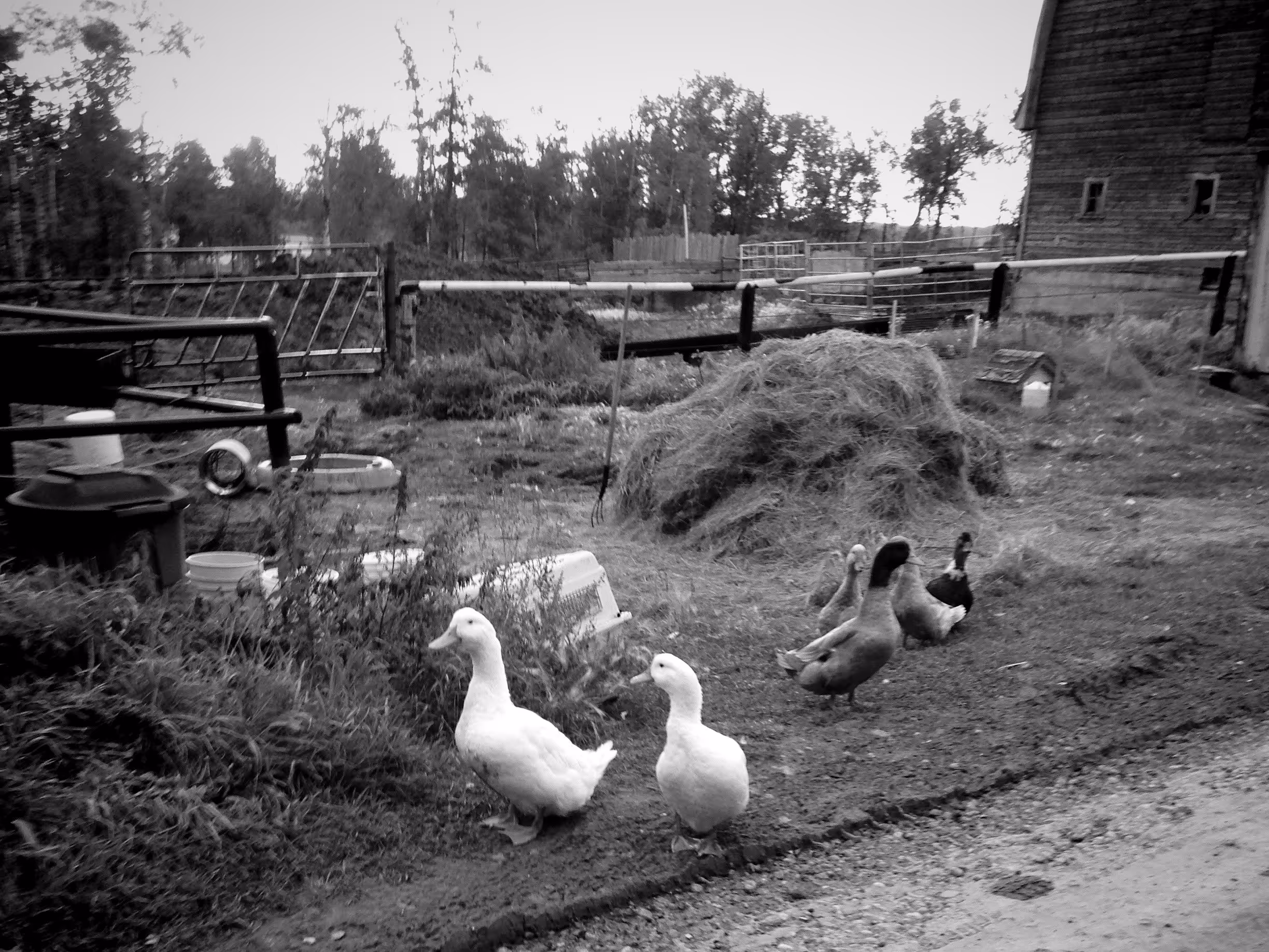 A group of ducks walking along a dirt path next to a haystack and farm fencing near a wooden barn.