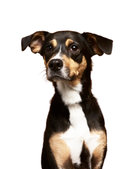 Joyful dog at a dog social club