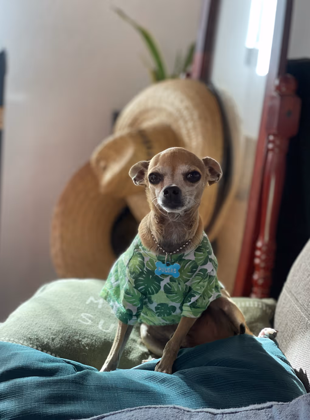 Content dog on a calm daycare routine