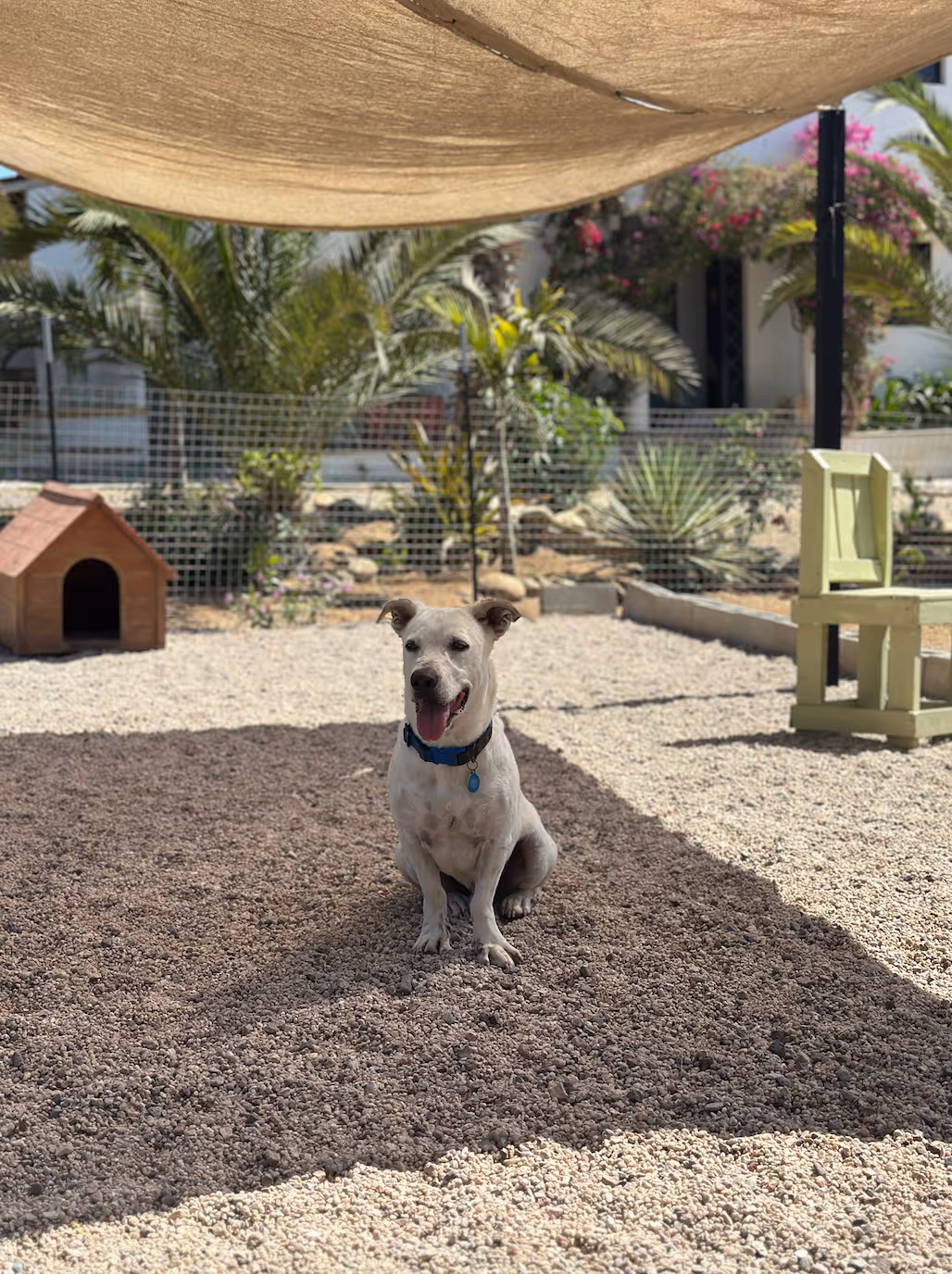 Curious dog in safe, cage-free space