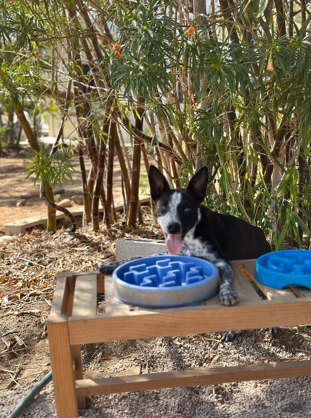 Cozy dog during kennel-free overnight boarding