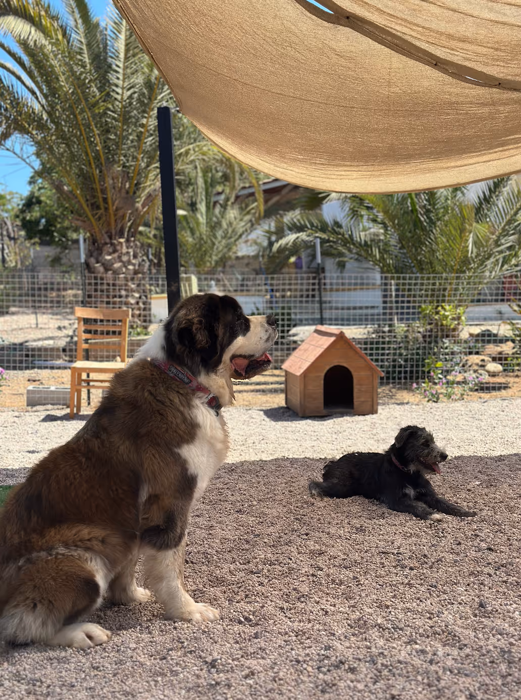 Playful dogs in small-group dog daycare