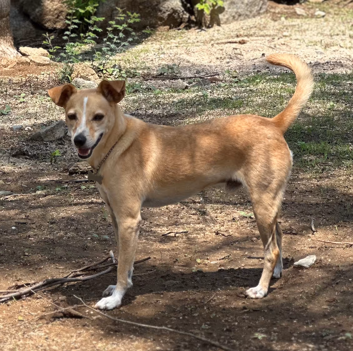 Calm dog during supervised dog play