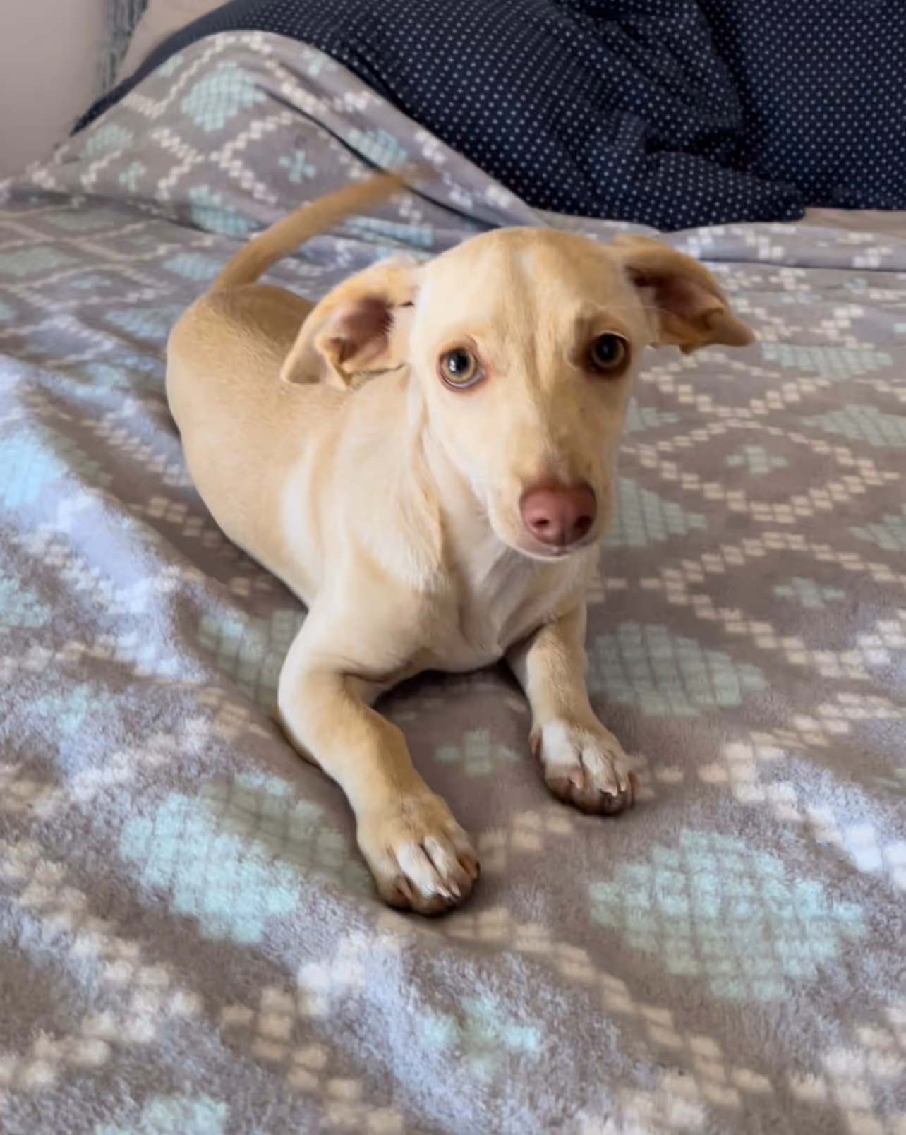 Relaxed dog in kennel-free dog boarding