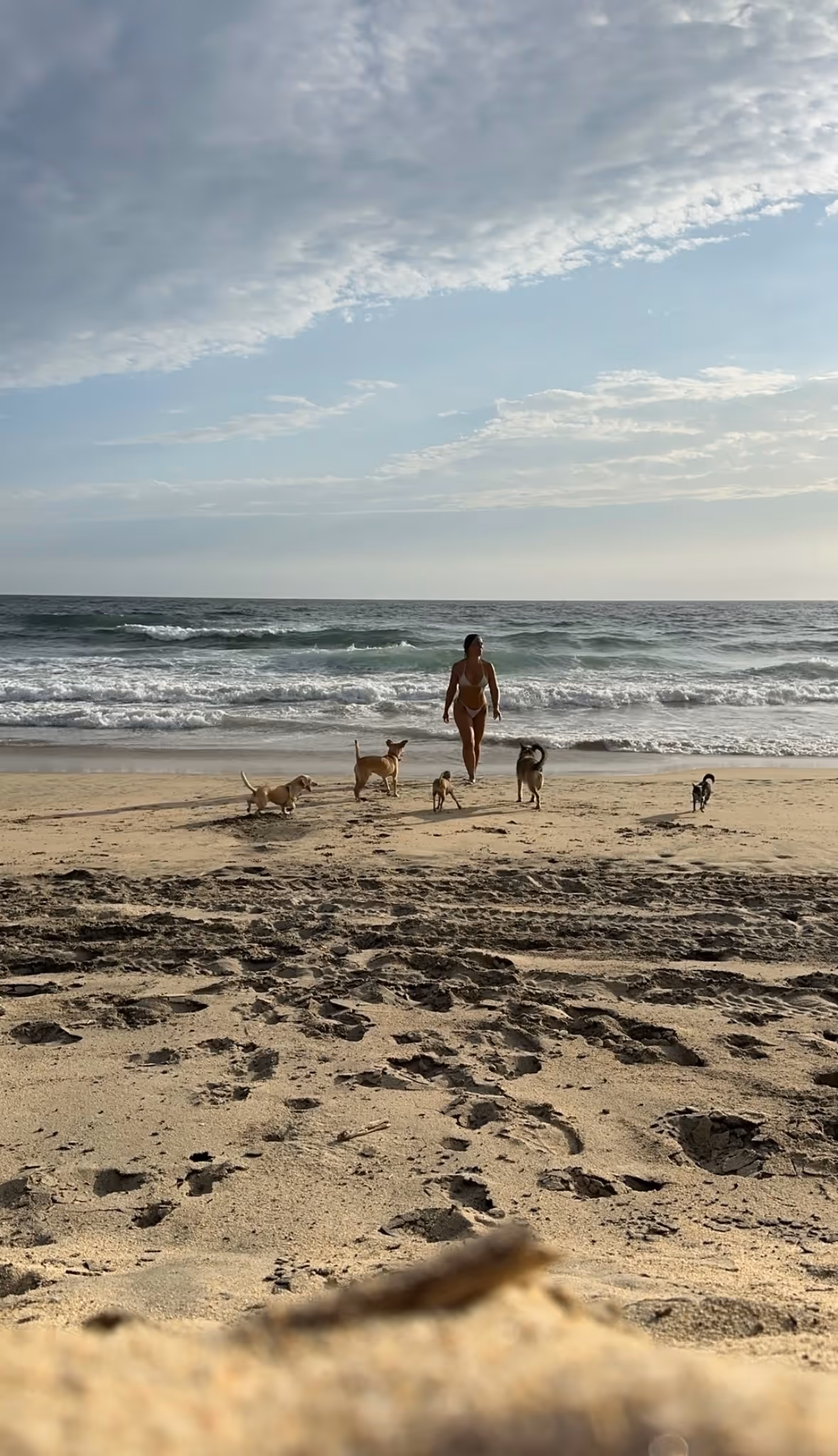 Social dogs enjoying gentle dog socialization