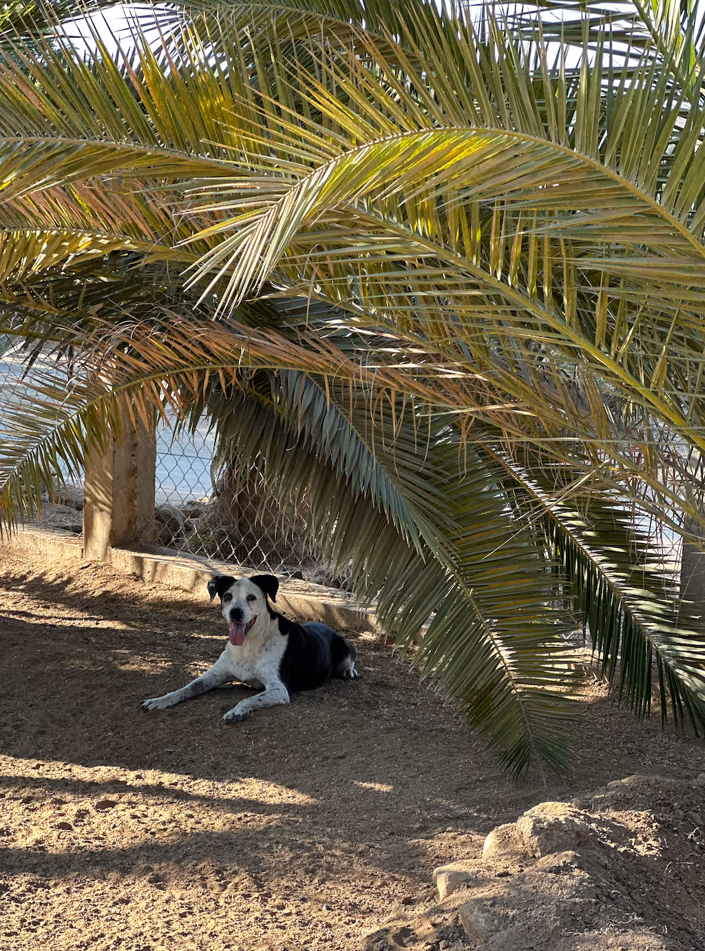 Top Reasons to Choose El Ranchito Wanderlust for Dog Boarding