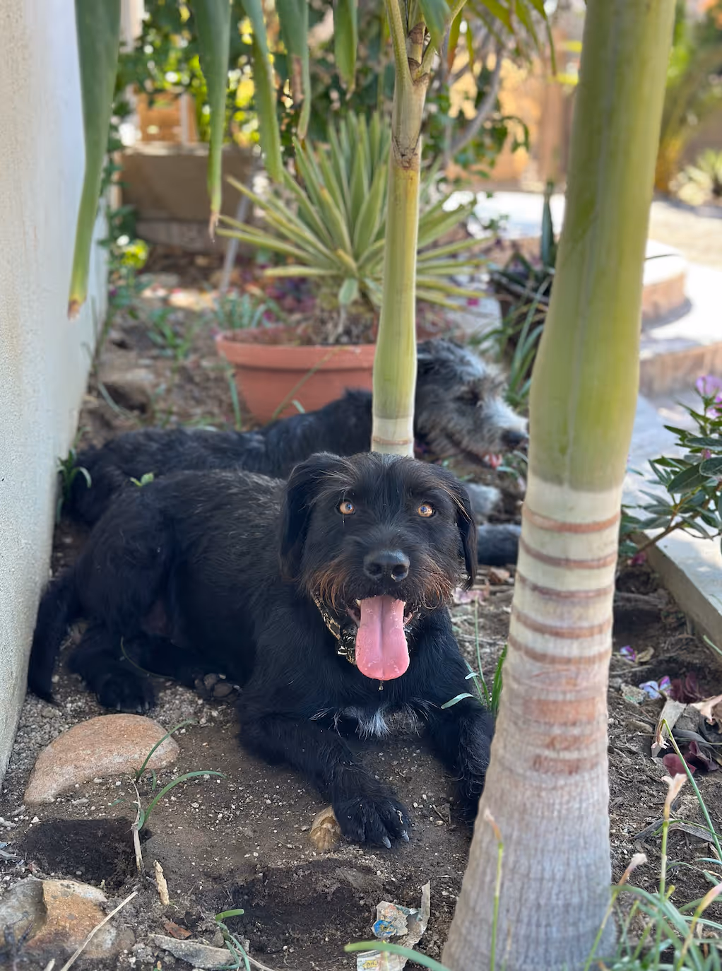 What do other pet parents say about El Ranchito Wanderlust?