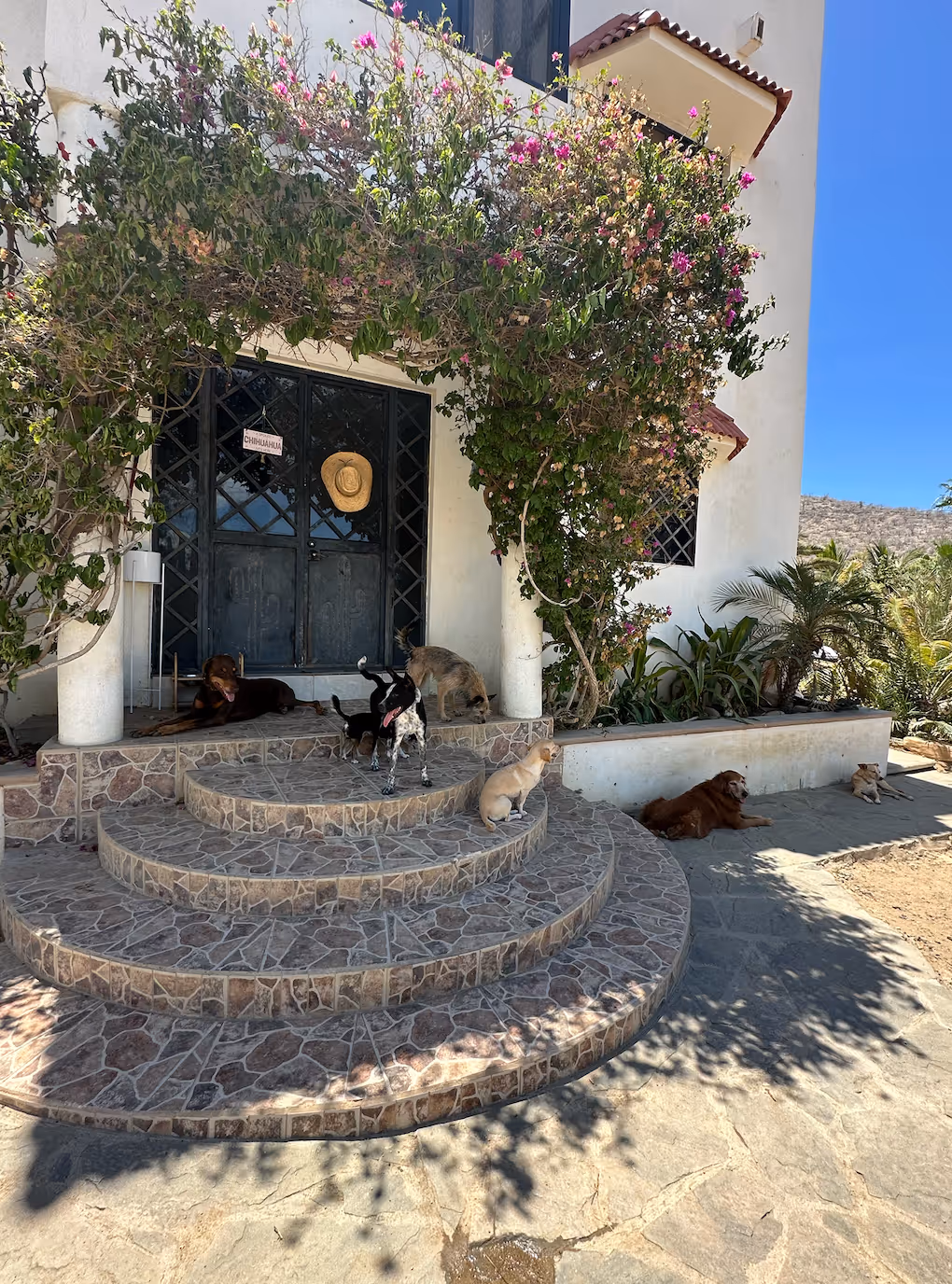 Is cage-free dog boarding better for my pet than a traditional kennel?