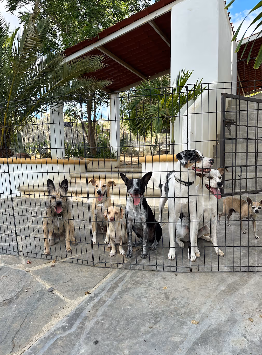 Can I get photo updates of my dog during boarding?