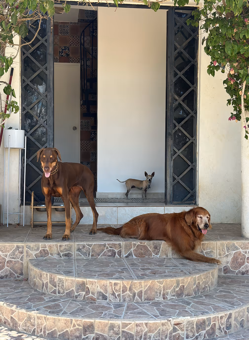 Will my dog be anxious at daycare? How do you keep dogs calm?