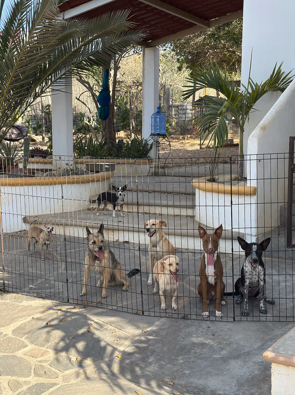What’s the safest dog boarding option in Todos Santos?