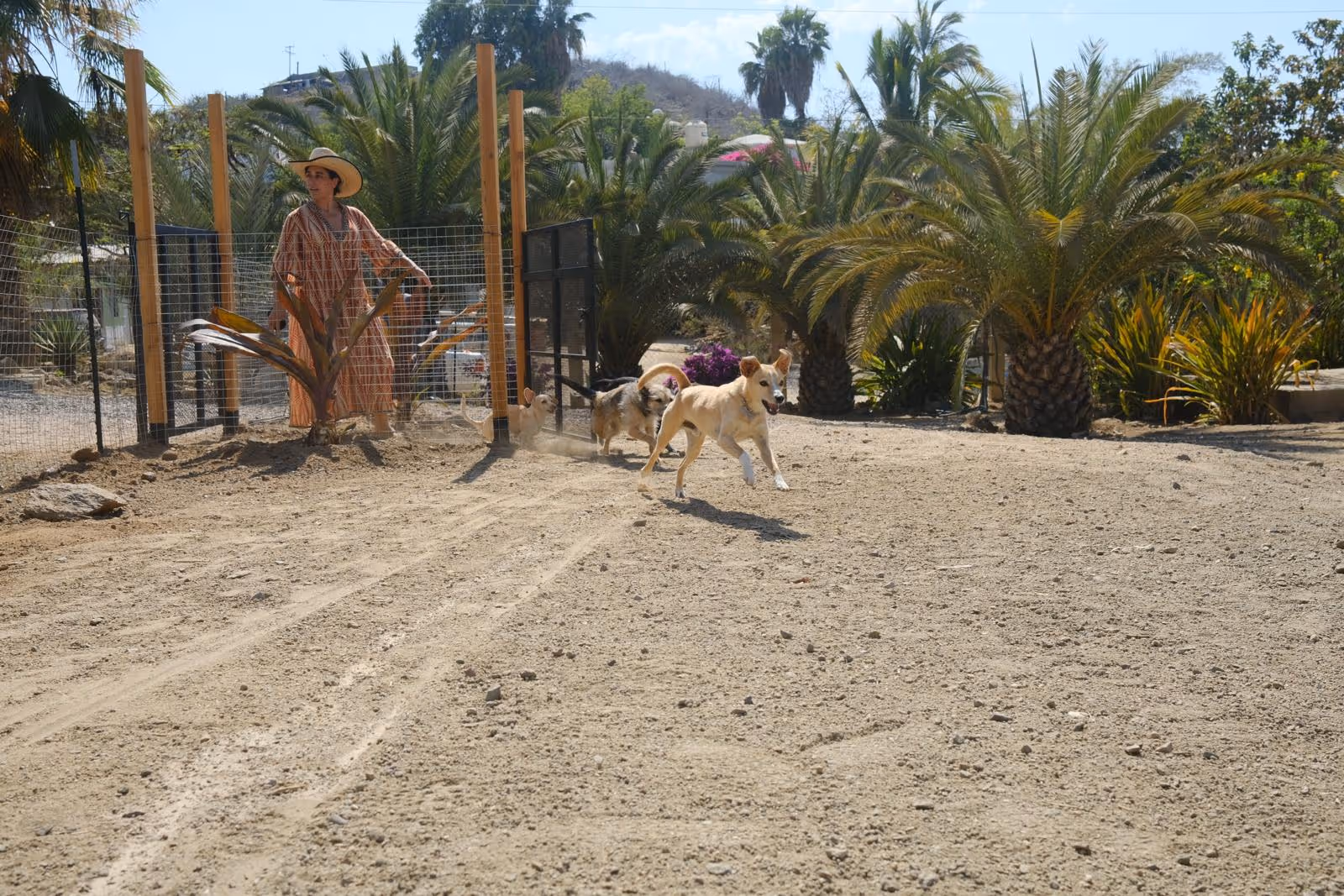 Are there kennel-free dog daycare services in Todos Santos?