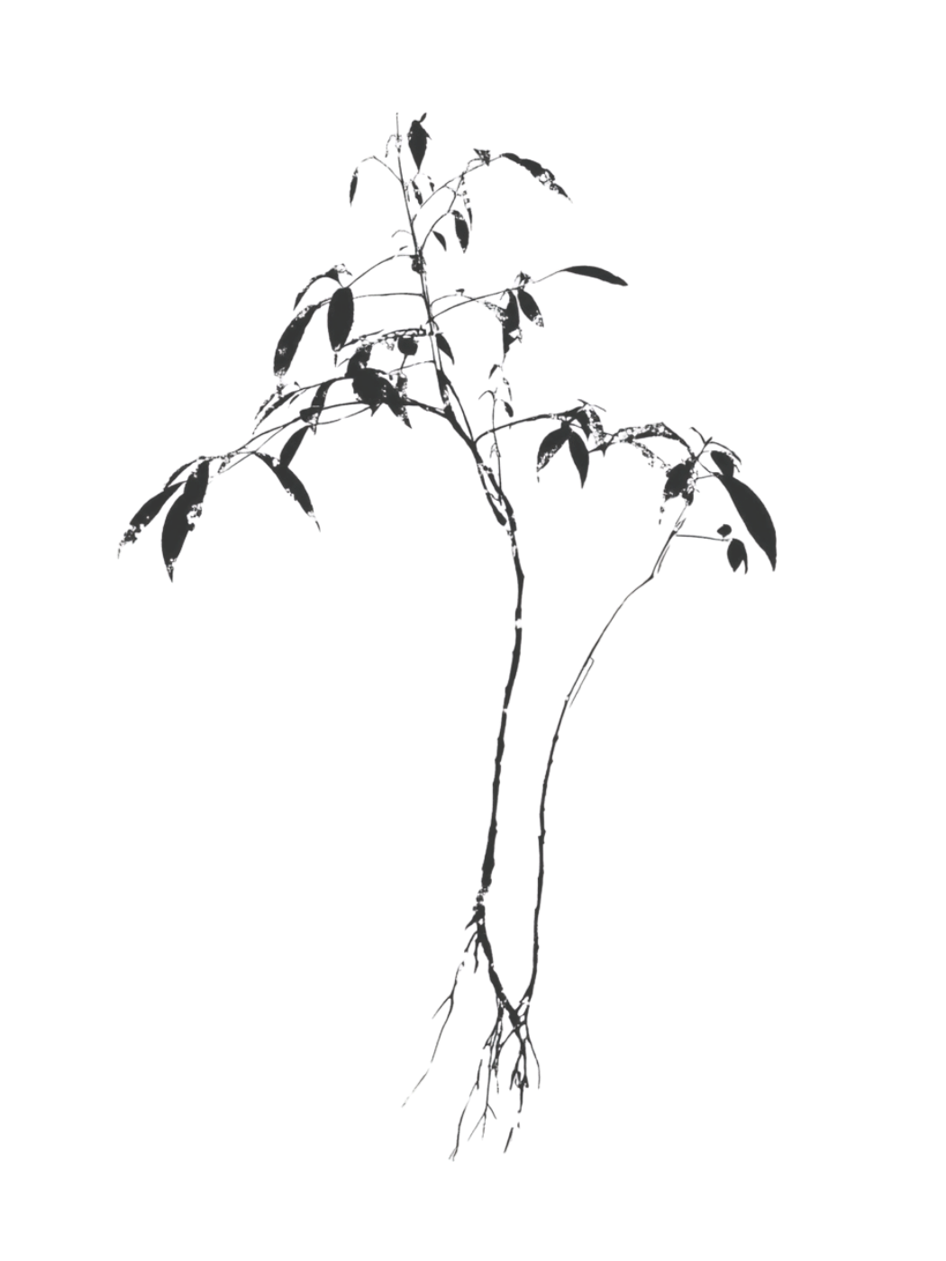 Hand-inked image of Do tree, source of fibers for artisanal Vietnamese paper