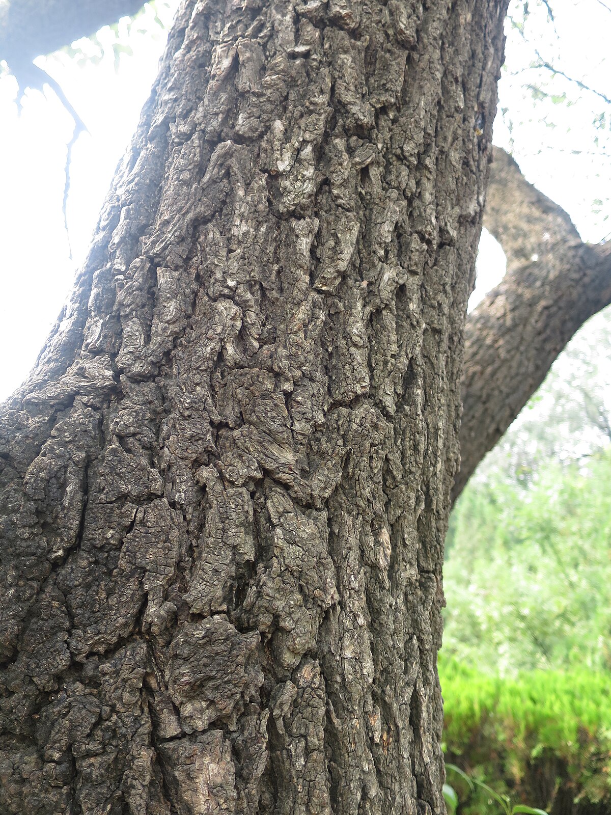 Bark of Prunus armeniaca Luoyang