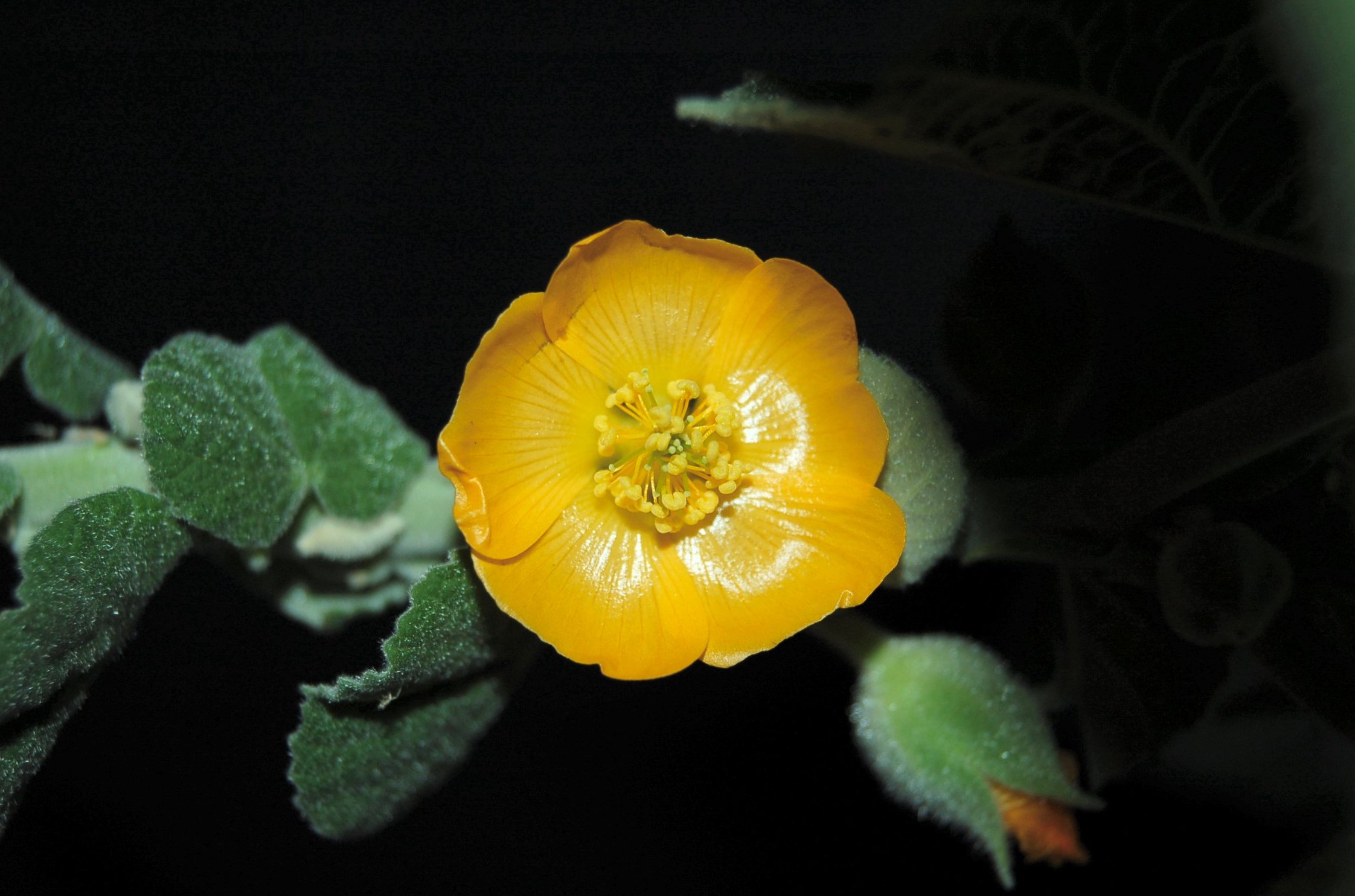 Sida cordifolia flower