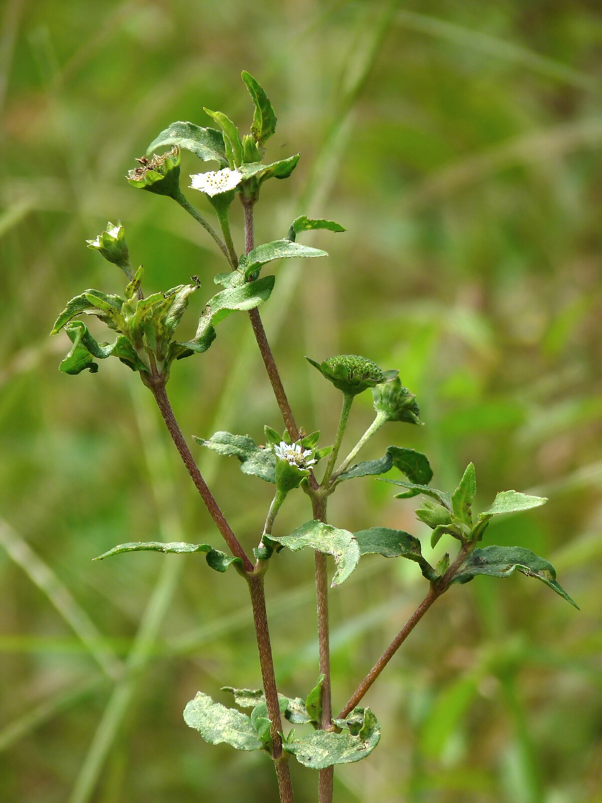 Eclipta prostrata at Kadavoor