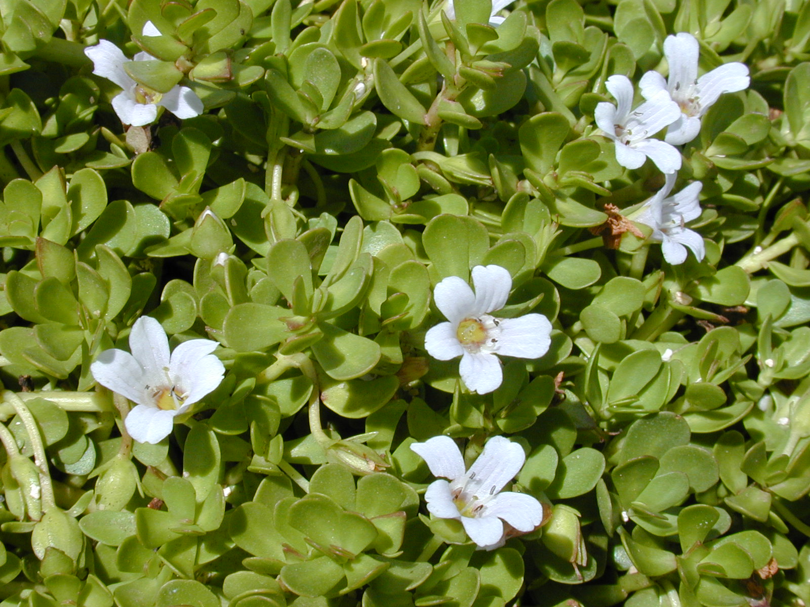 Starr 010818-0007 Bacopa monnieri