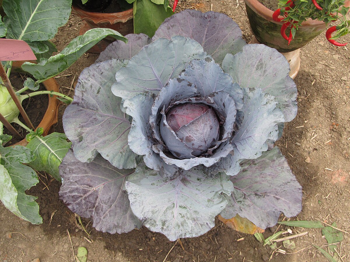 Cabbage - Indian Botanic Garden - Howrah 2012-01-29 1733