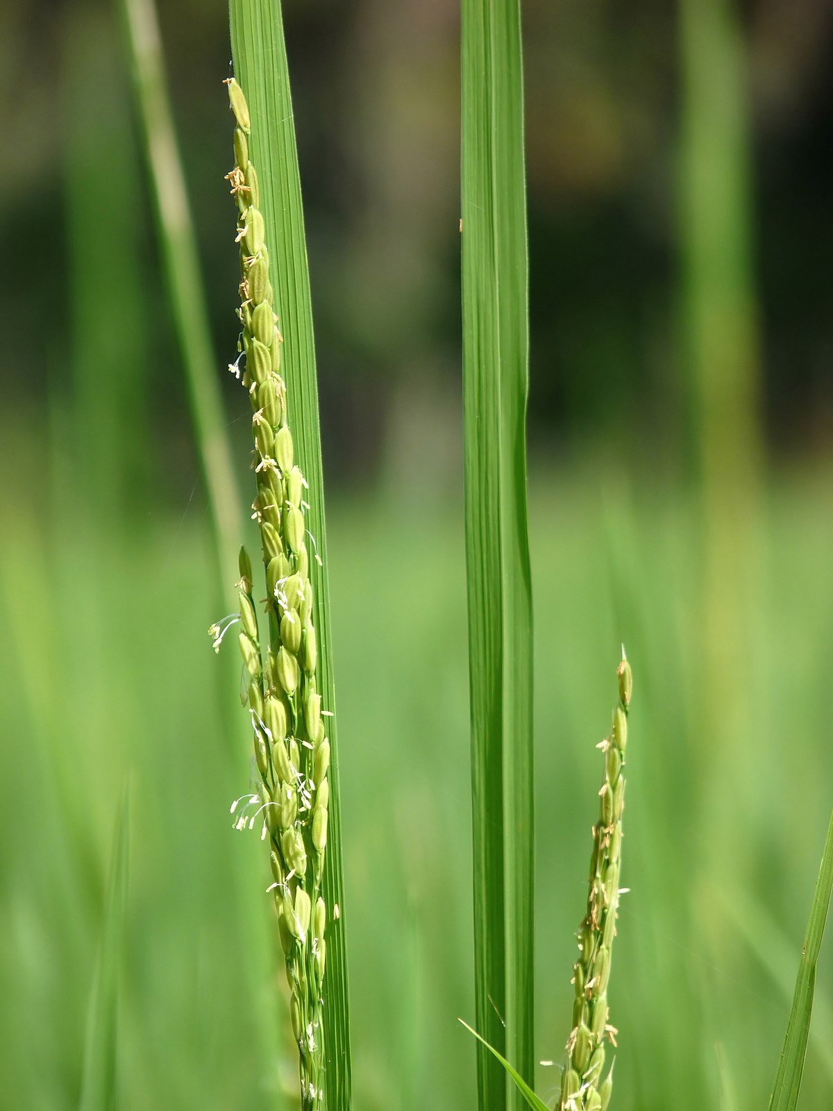 Oryza sativa at Kadavoor