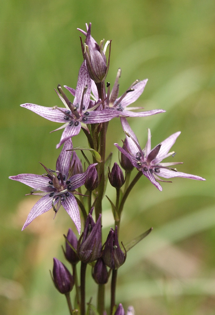 Swertia perennis 230705