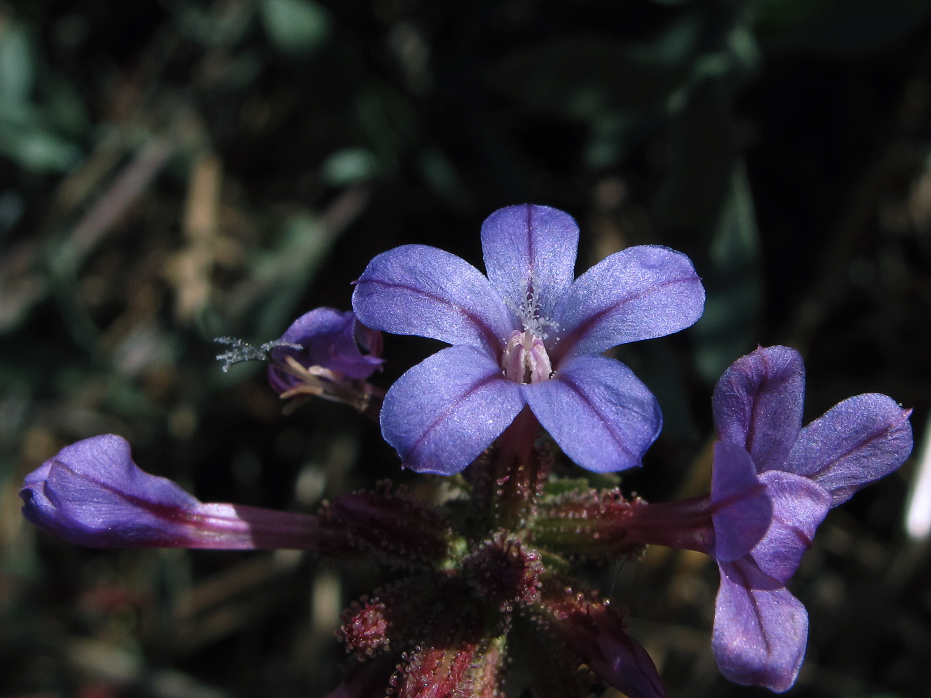 Dentelaria -Plumbago europaea (10247210236)