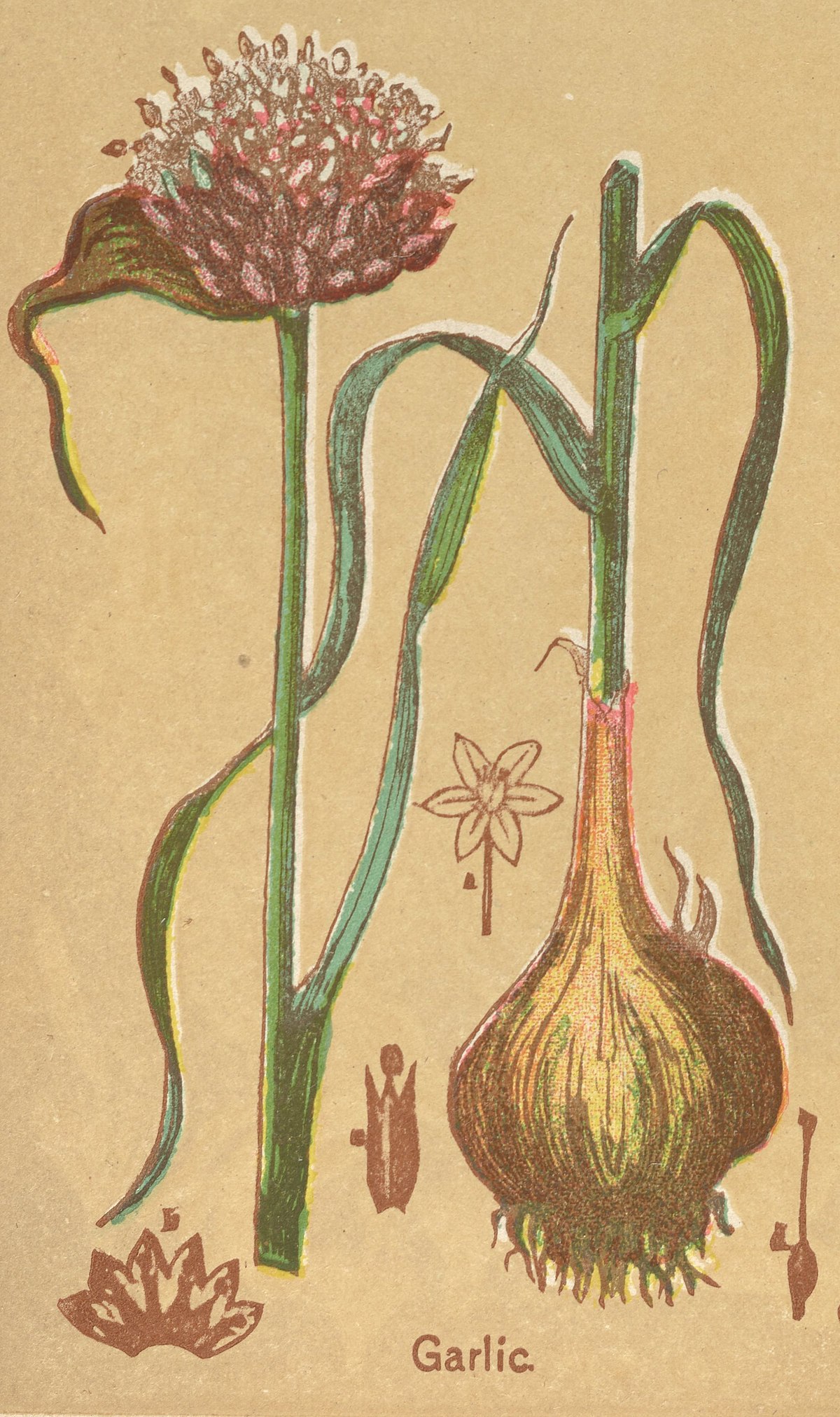 Garlic from “Plate No. 6: Medicinal Plants.” part of The Book of Health. Providence, Rhode Island: W. P. Mason, 1898.
