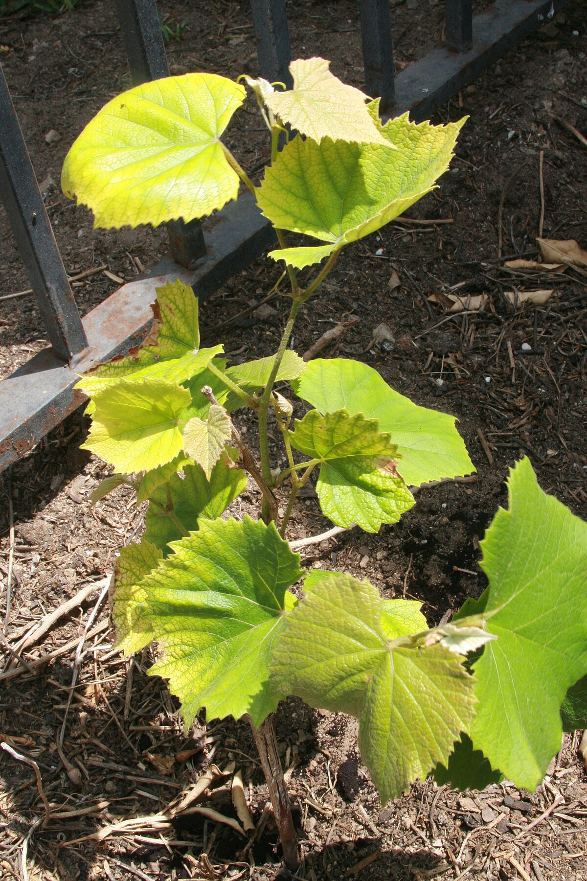 Young Concord Grapevine