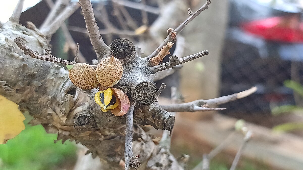 Commiphora wightii AK12