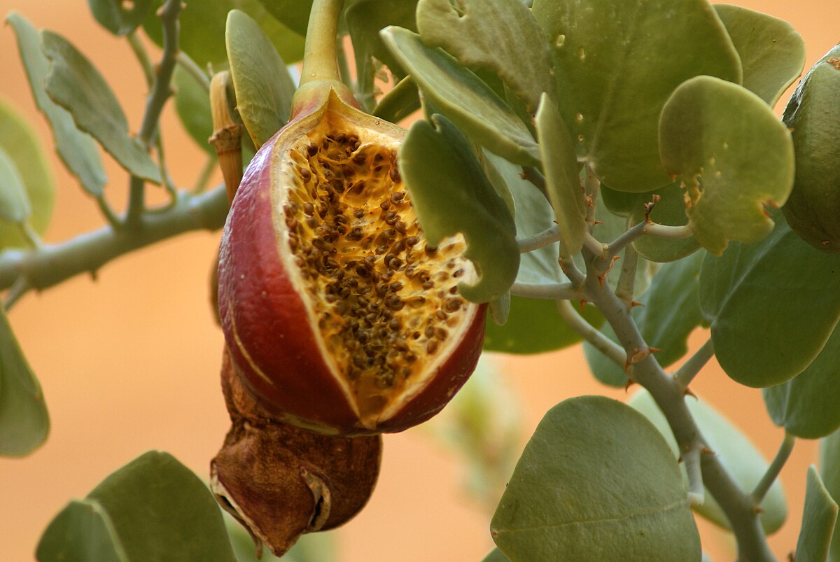 Capparis cartilaginea open fruit