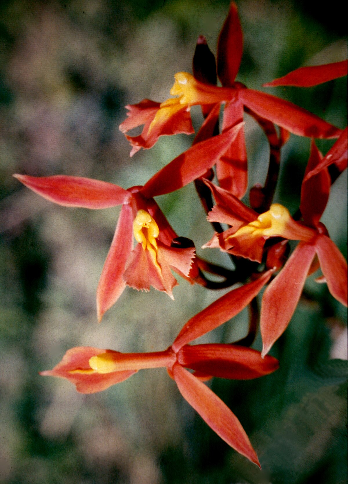 Epidendrum schomburgkii - 1