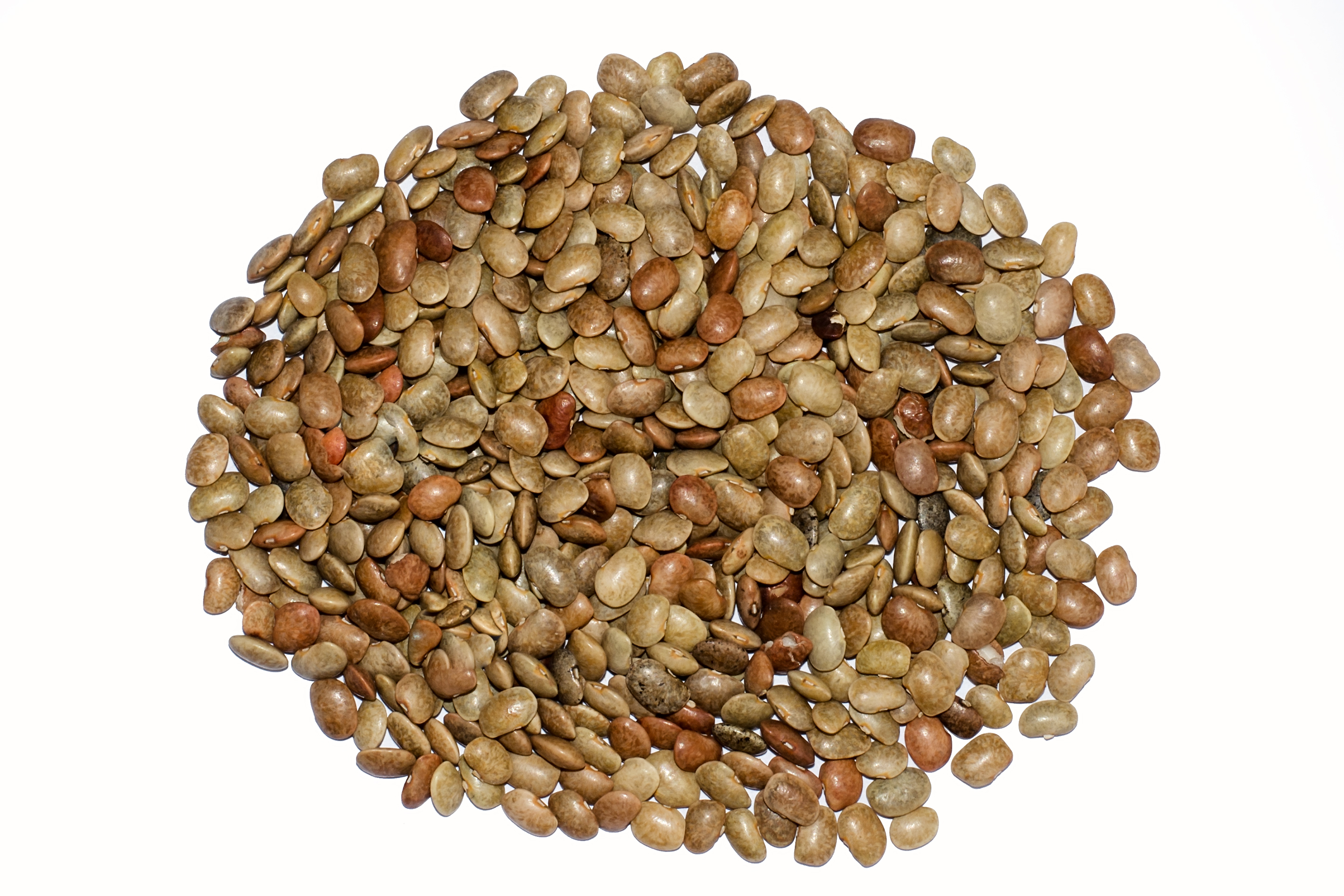 Horse Gram BNC