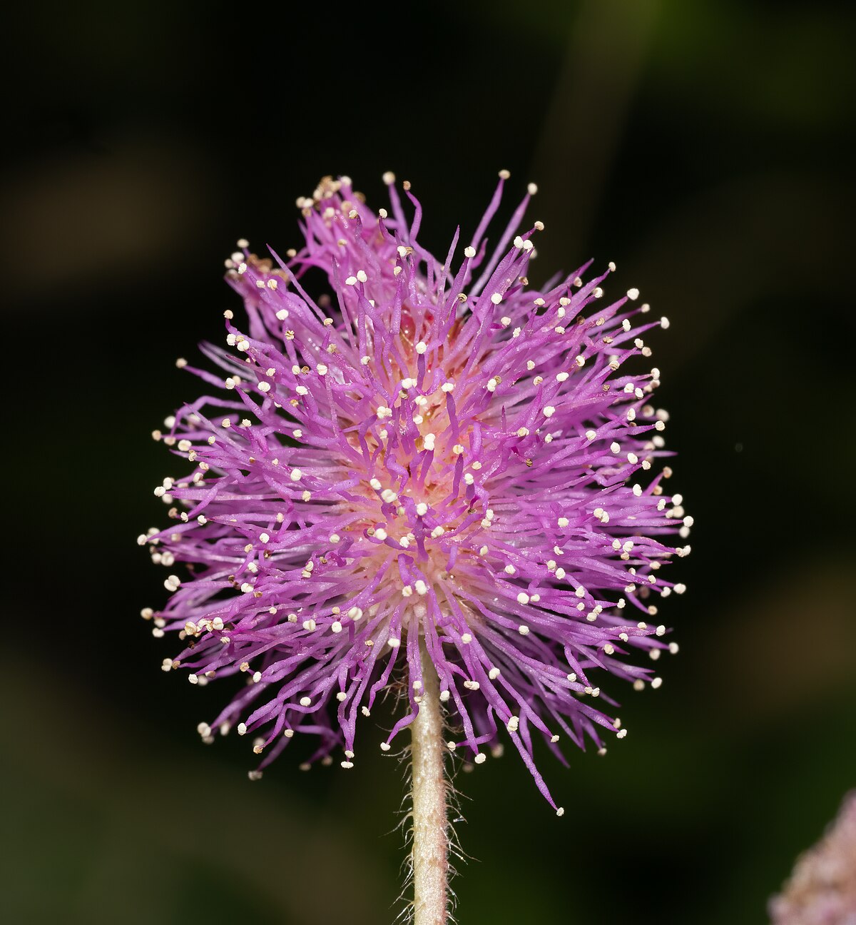 Sensitive plant (21332)