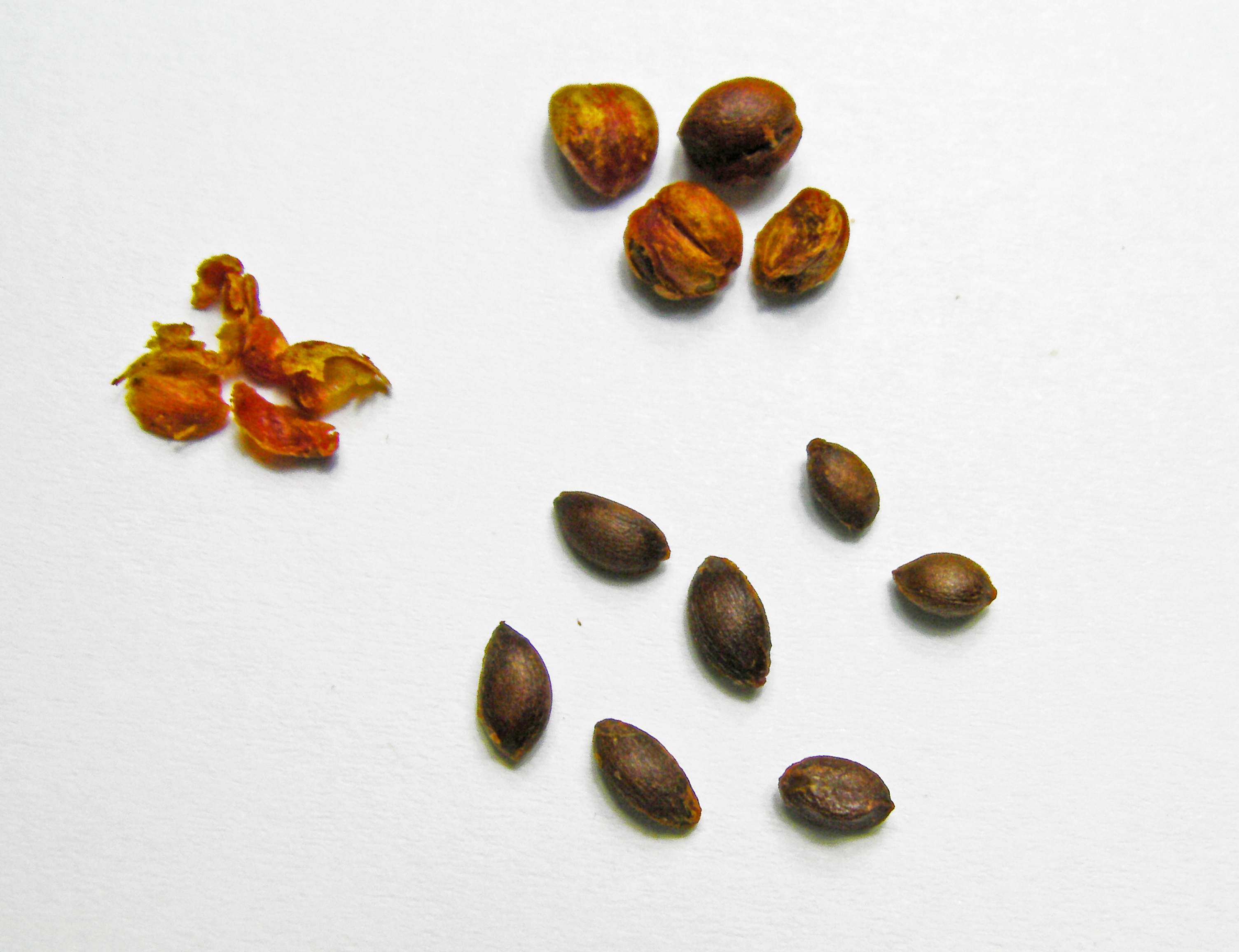 Celastrus paniculatus seeds
