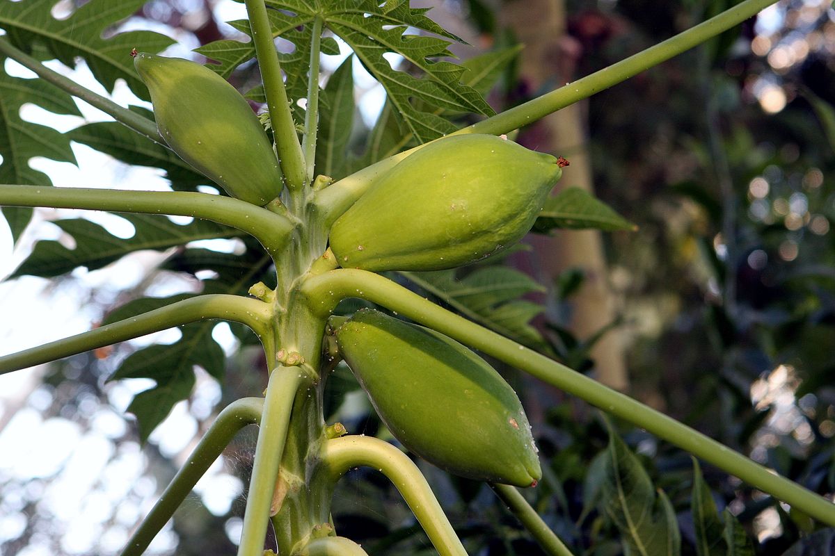 Fruit of papaya